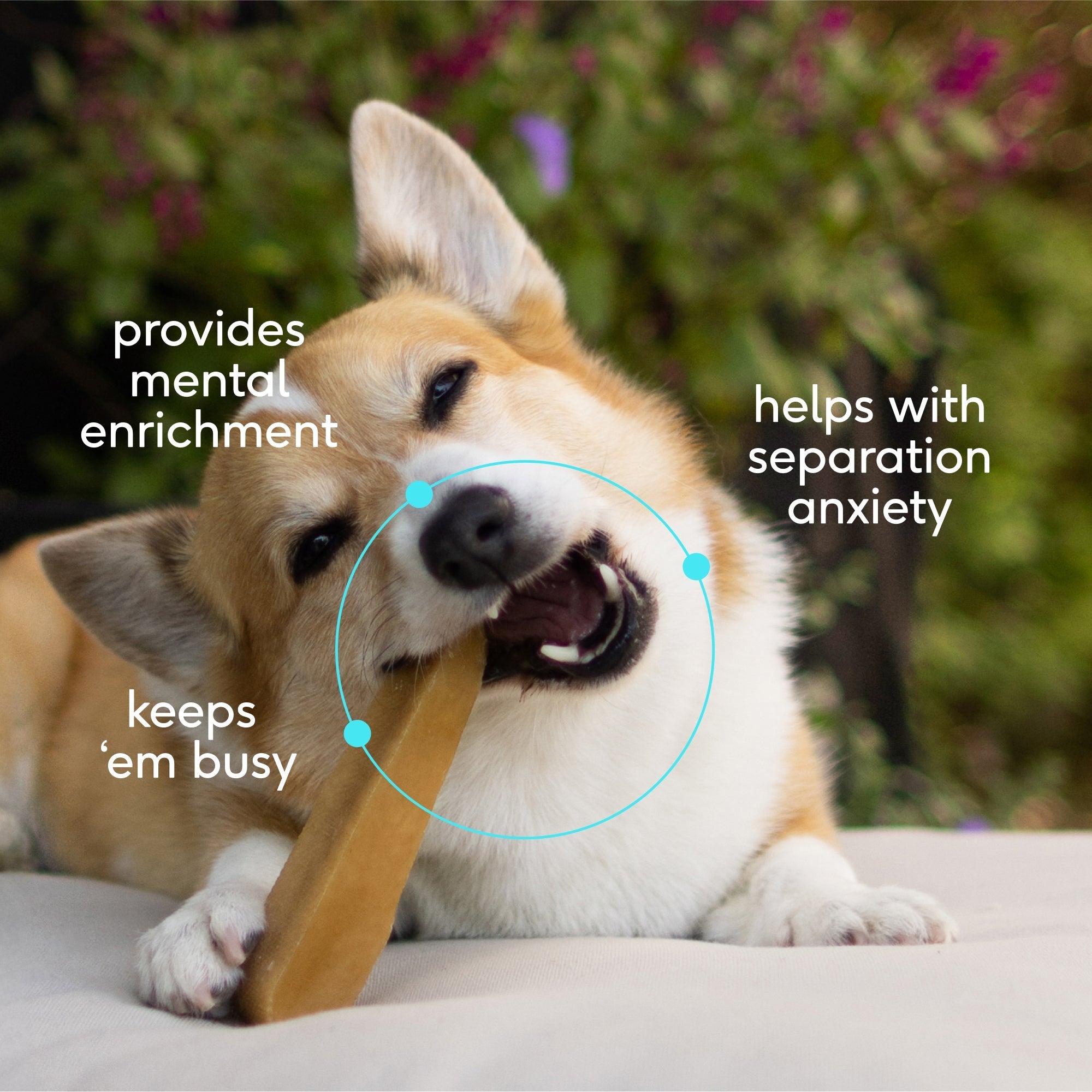 YAK CHEWS - Eva Pet - The Native Pet