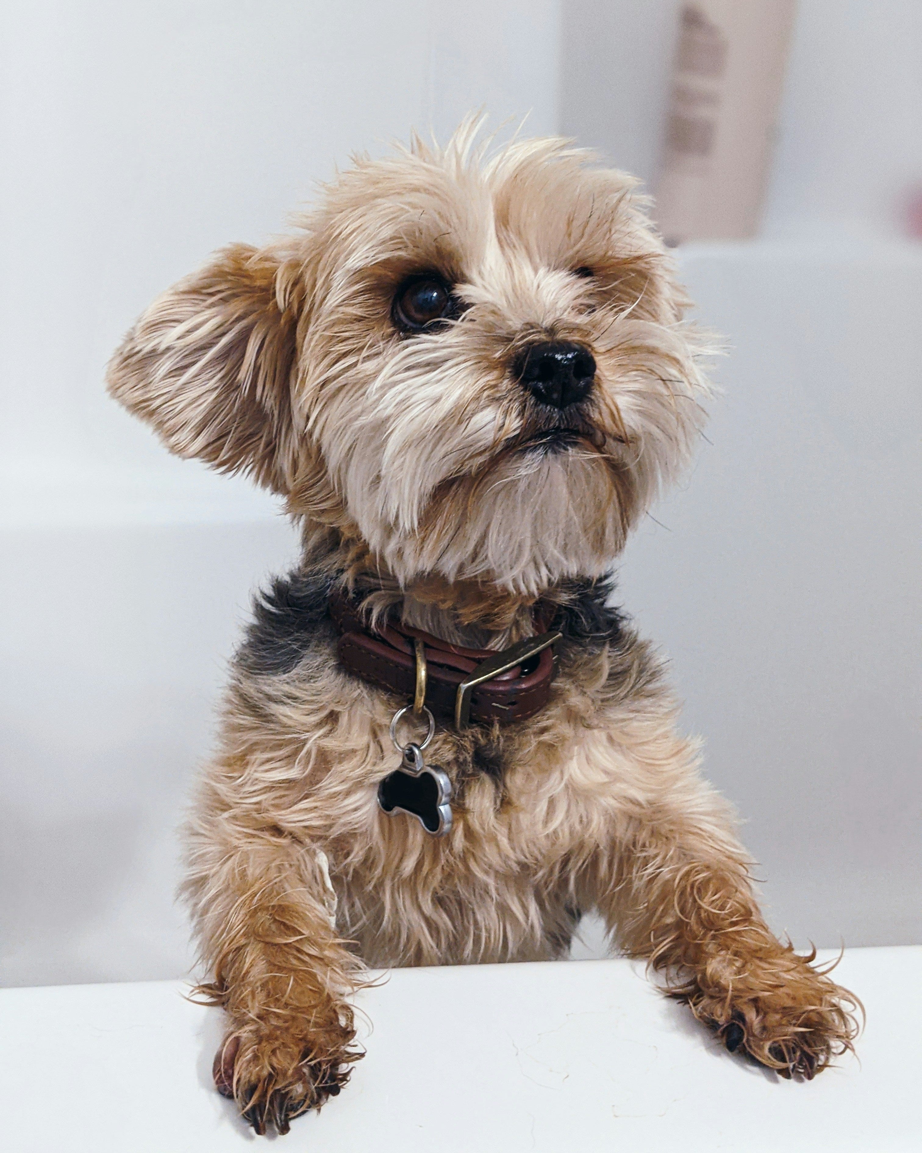 yorkie dog in bath tub pet shampoo