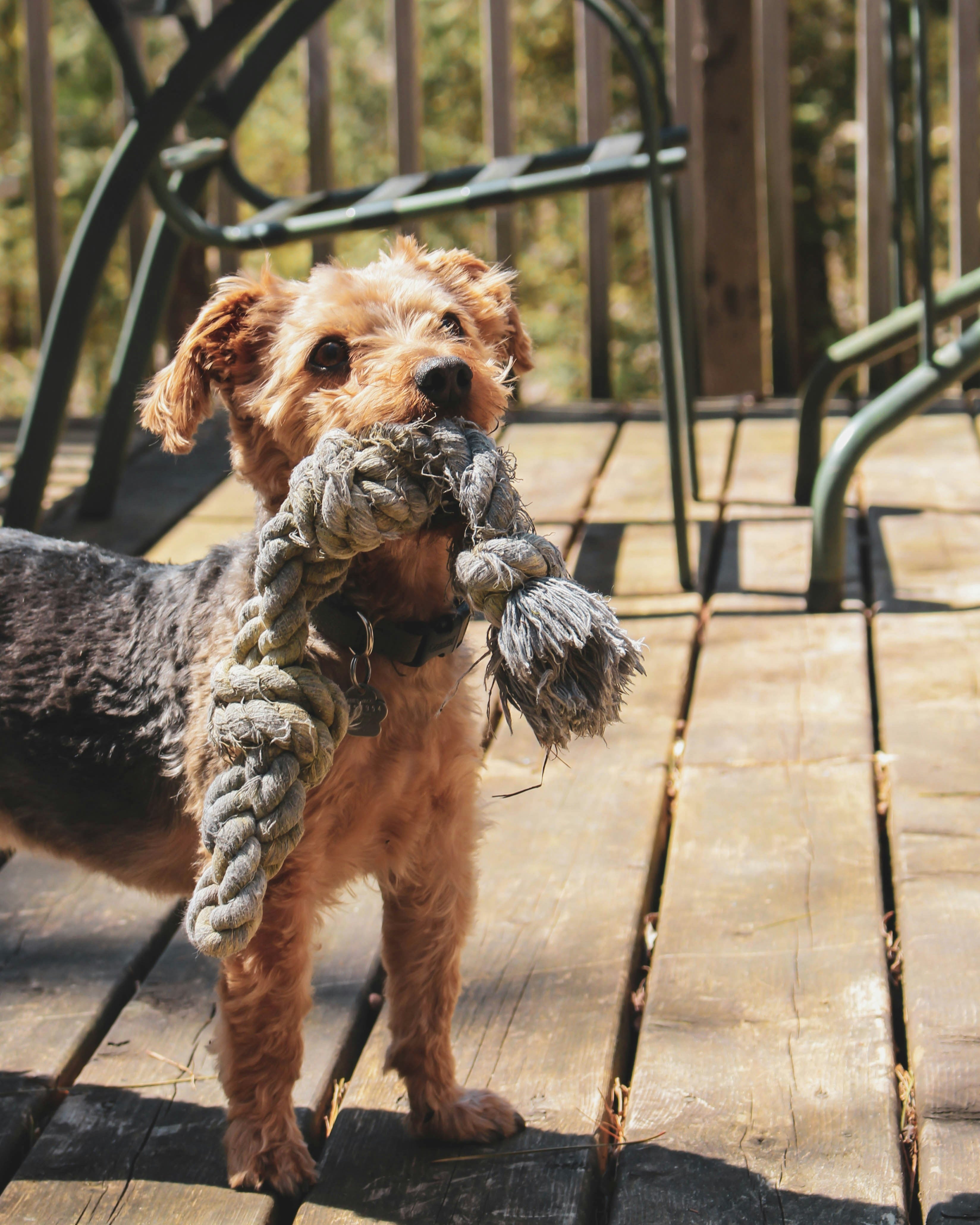 yorkie terrier with rope bone dog toy