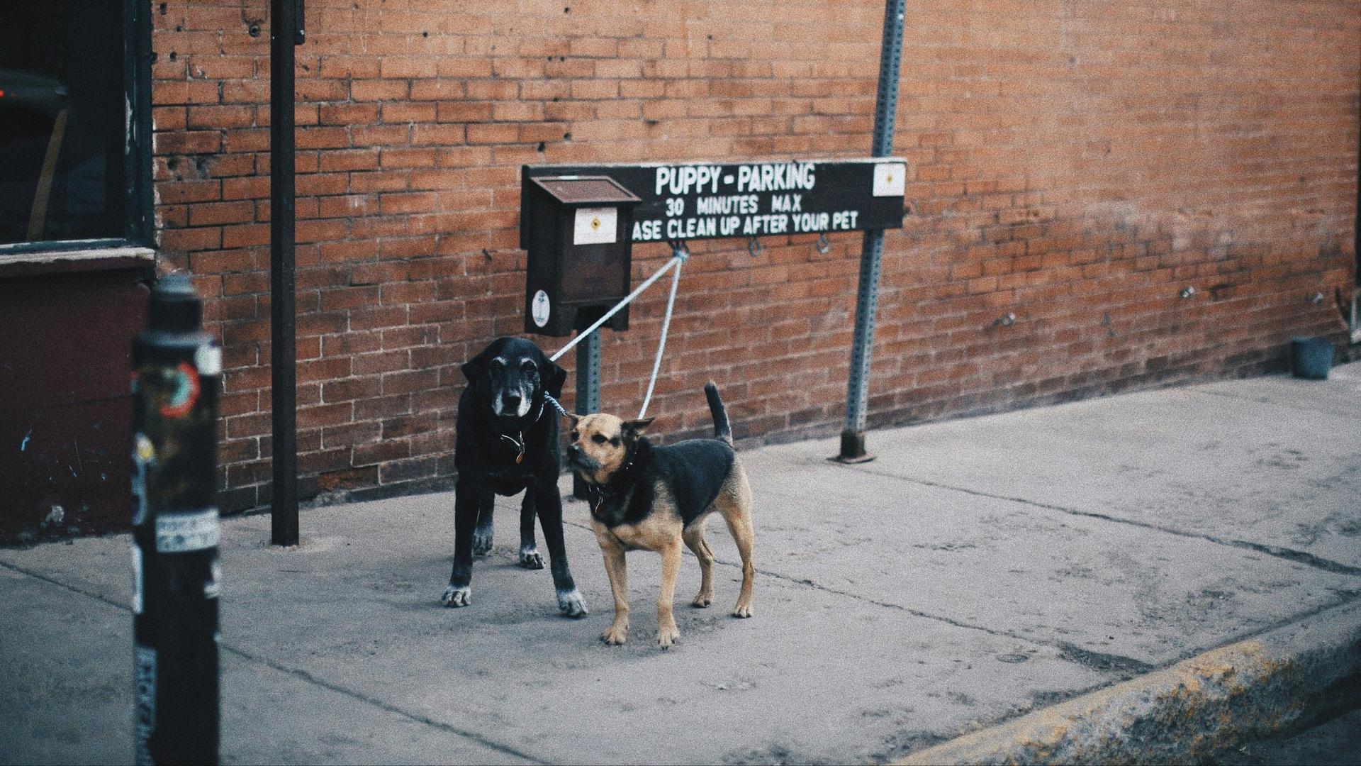 two dogs tied up on a sign waiting for the owner to come back