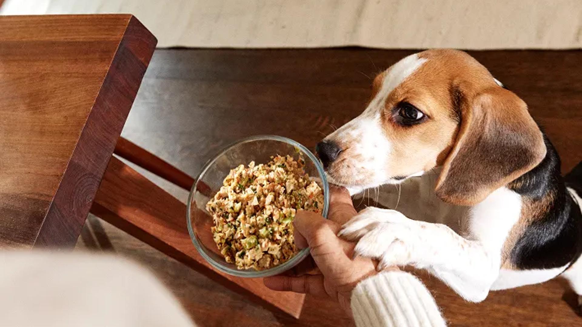 Beagle fresh human grade dog food