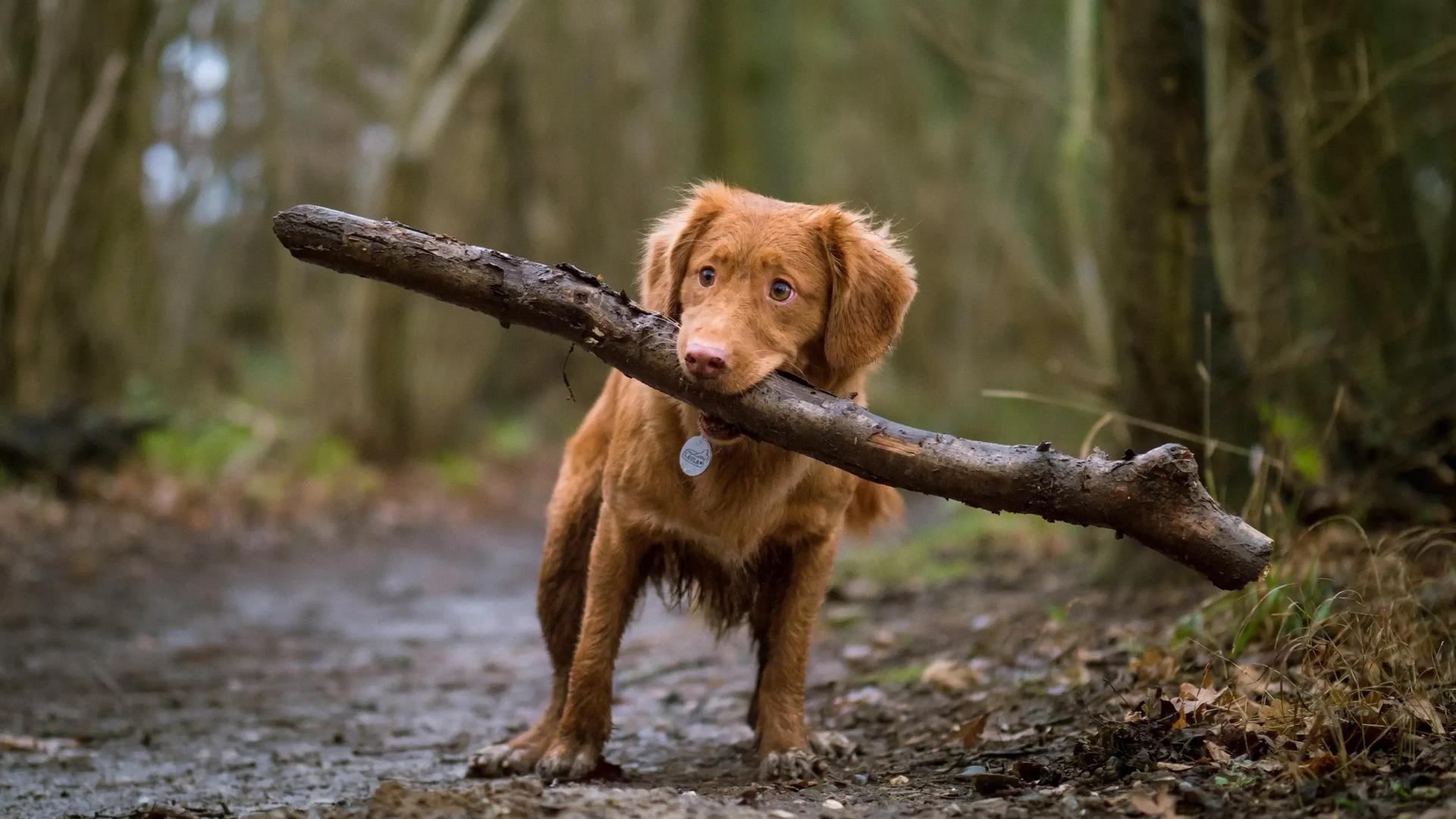 puppy holding a stick