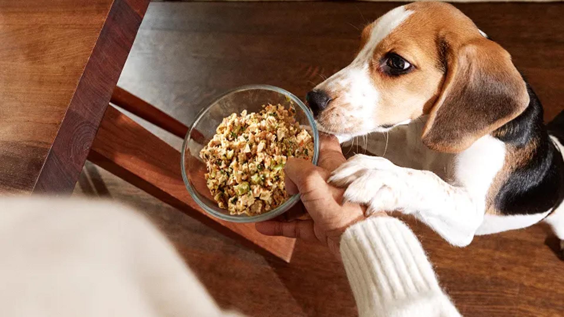 Beagle fresh human grade dog food