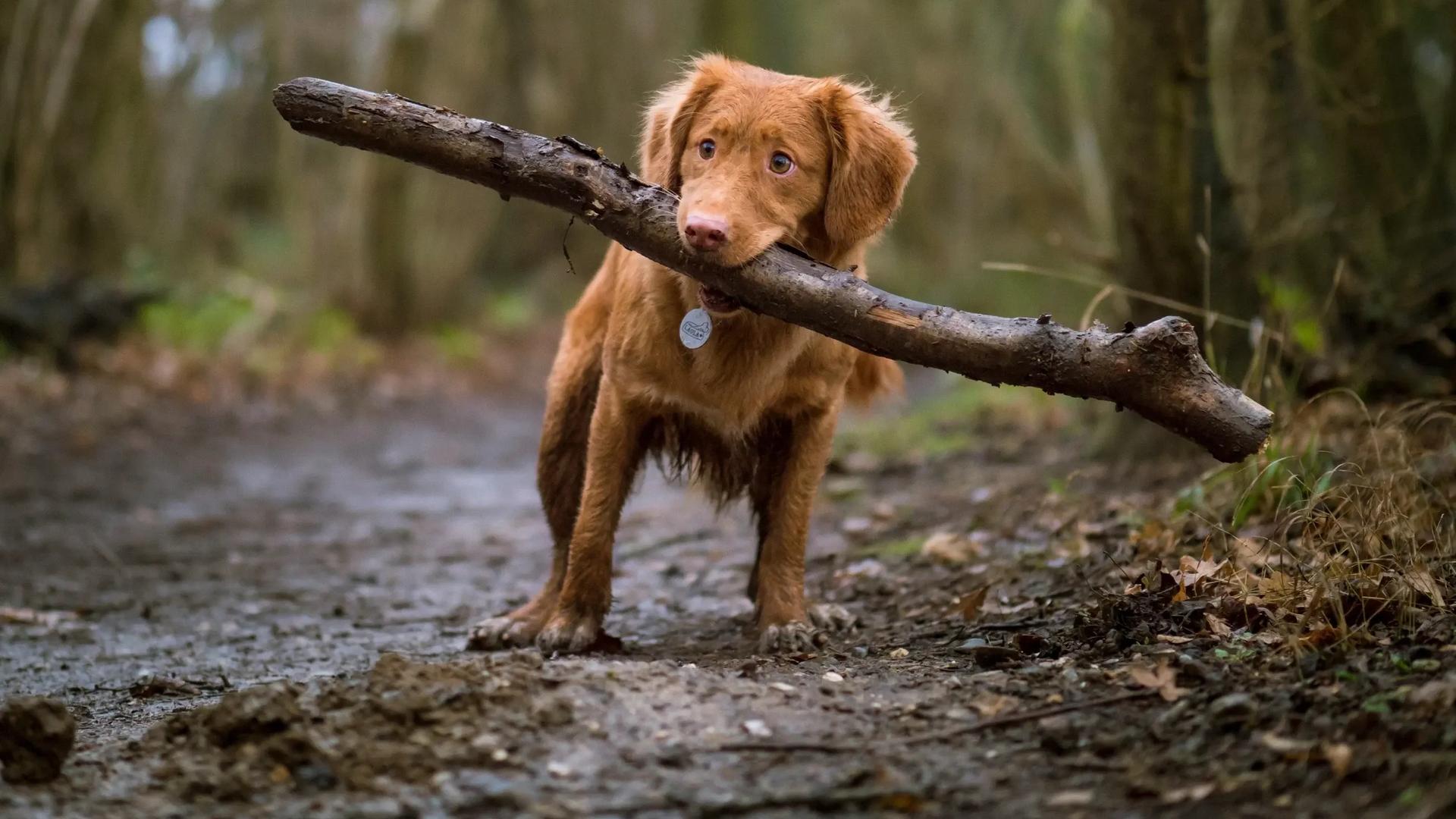 puppy holding a stick