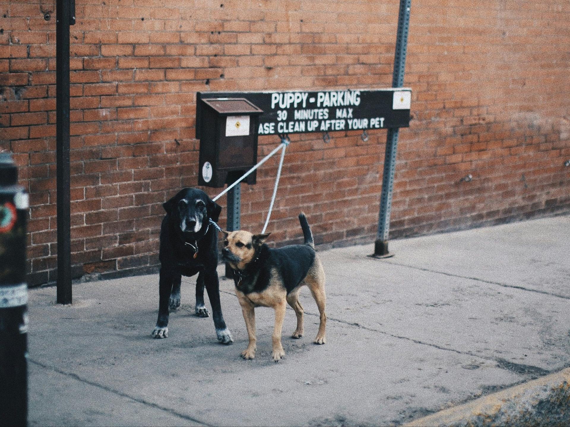 two dogs tied up on a sign waiting for the owner to come back