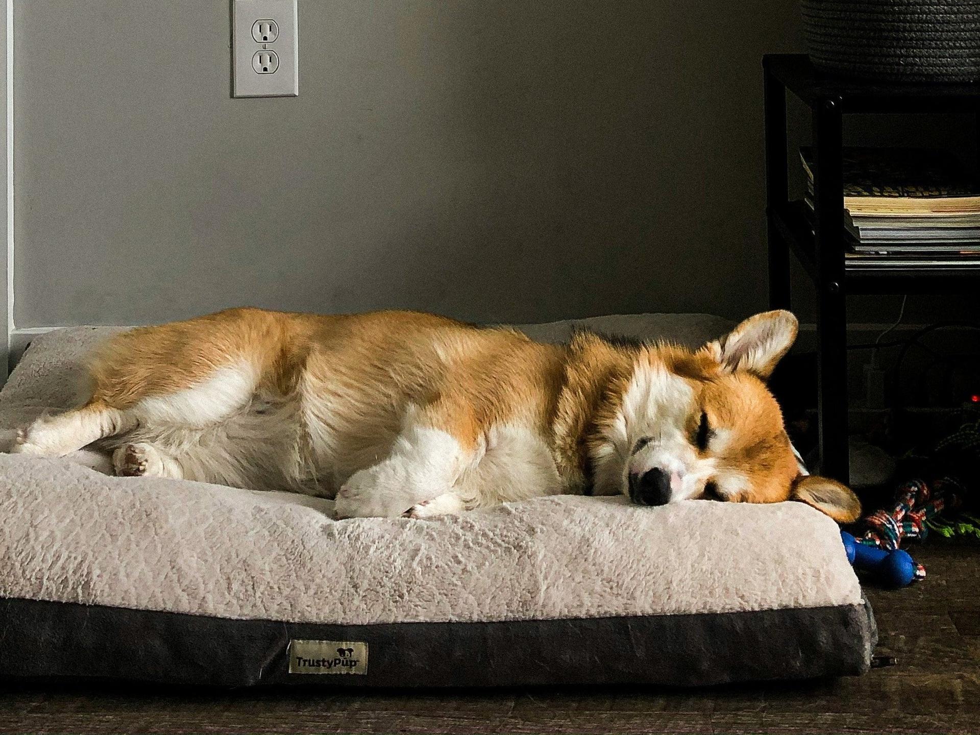 Corgi laying in bed