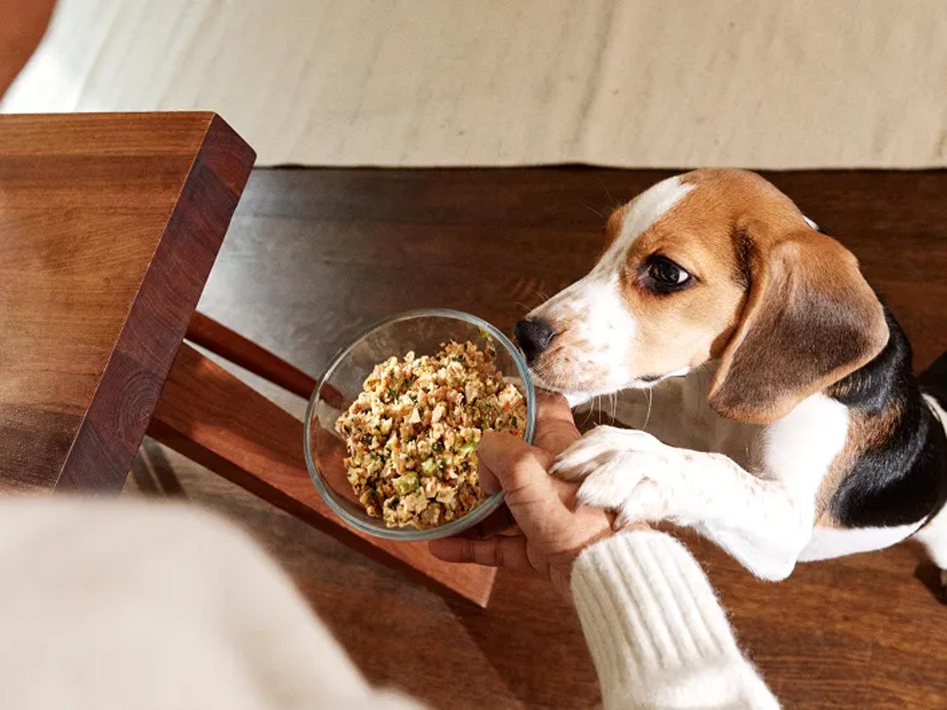 Beagle fresh human grade dog food
