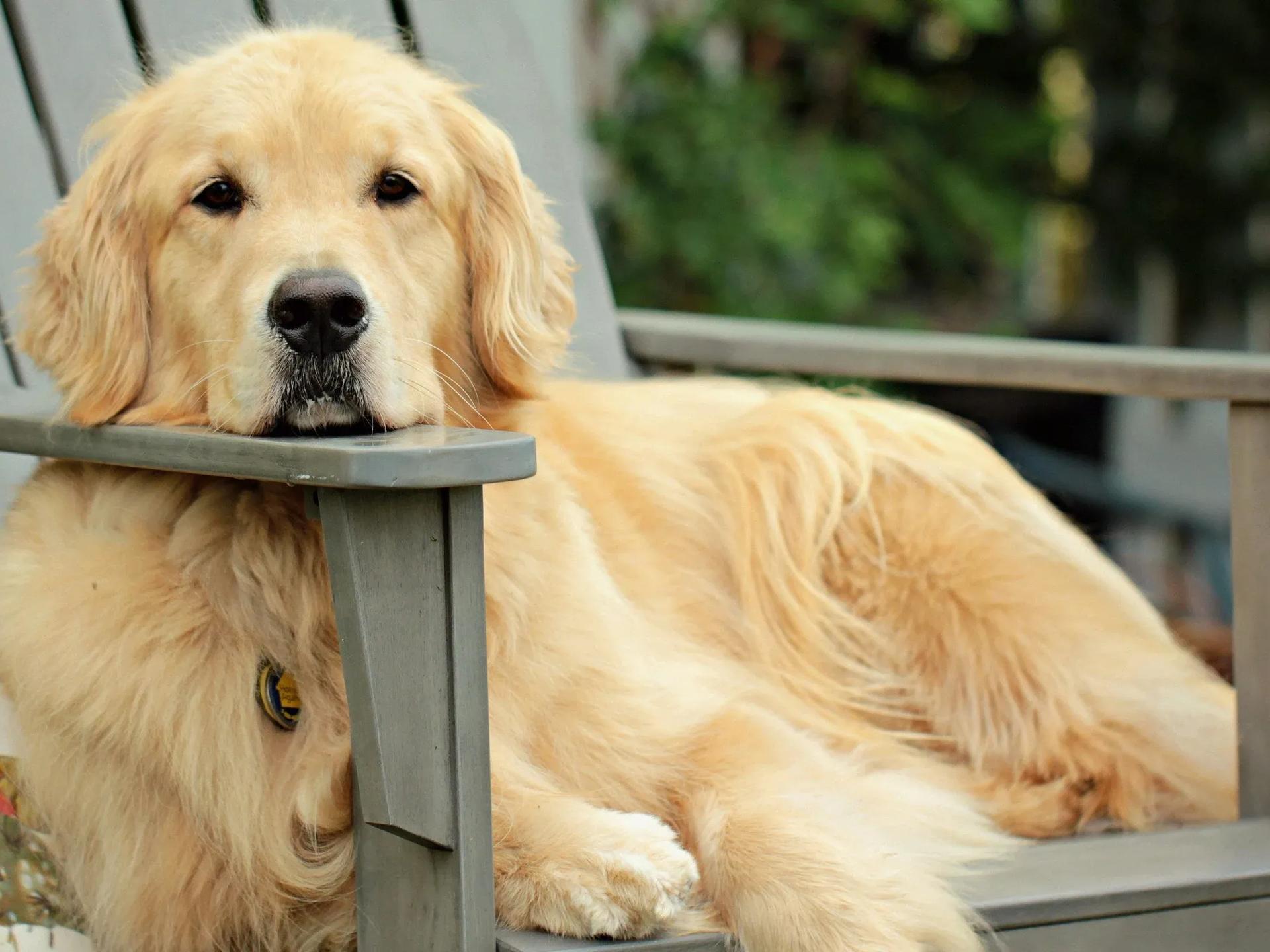 Golden retriever dog laying on chair