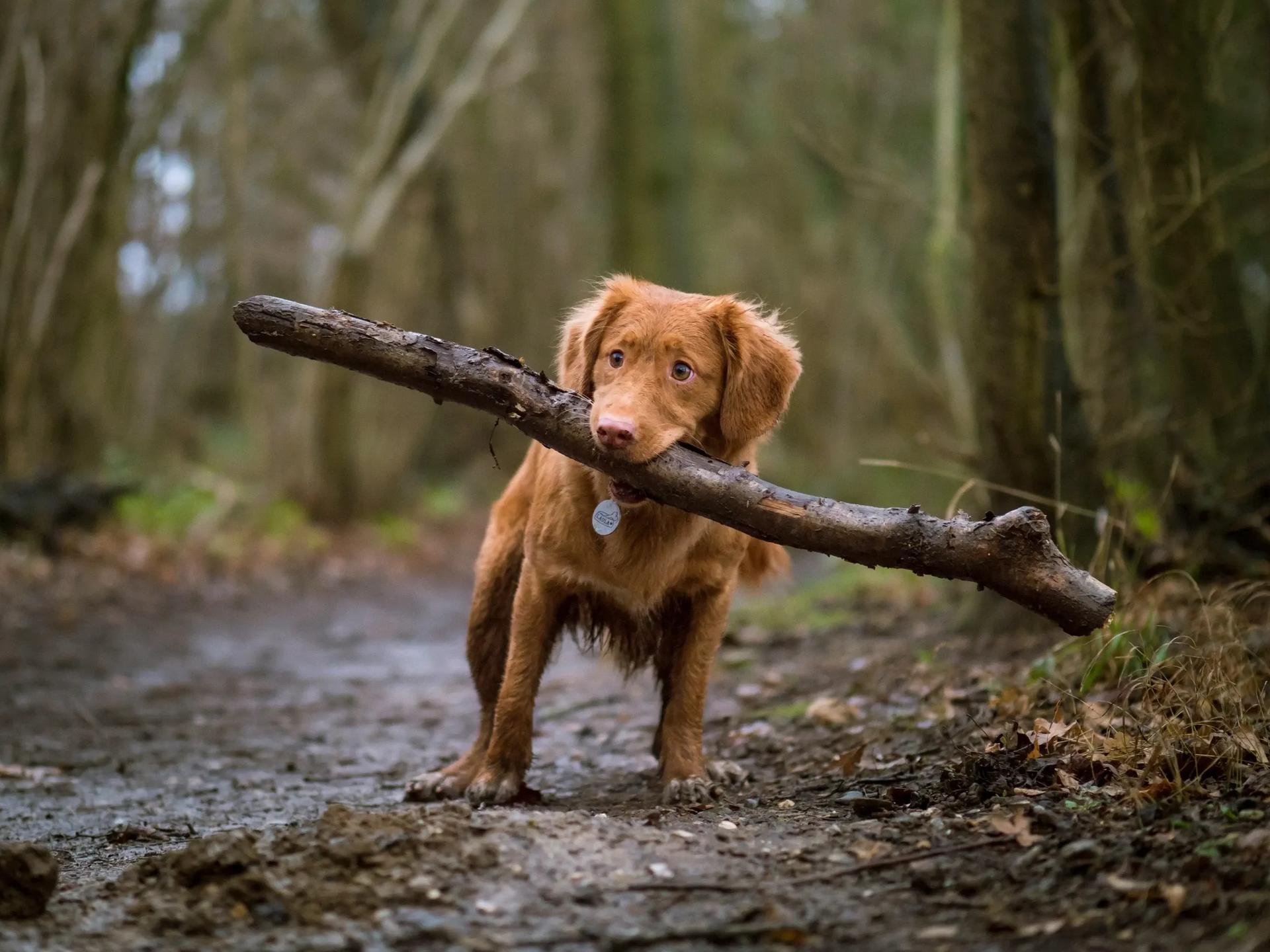 puppy holding a stick