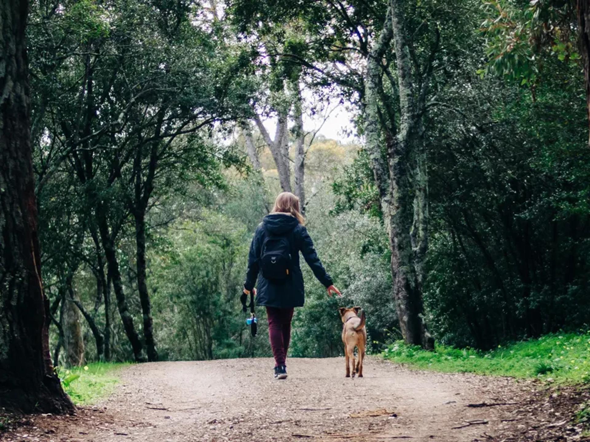 A dog on a forest hike, seen through the trees