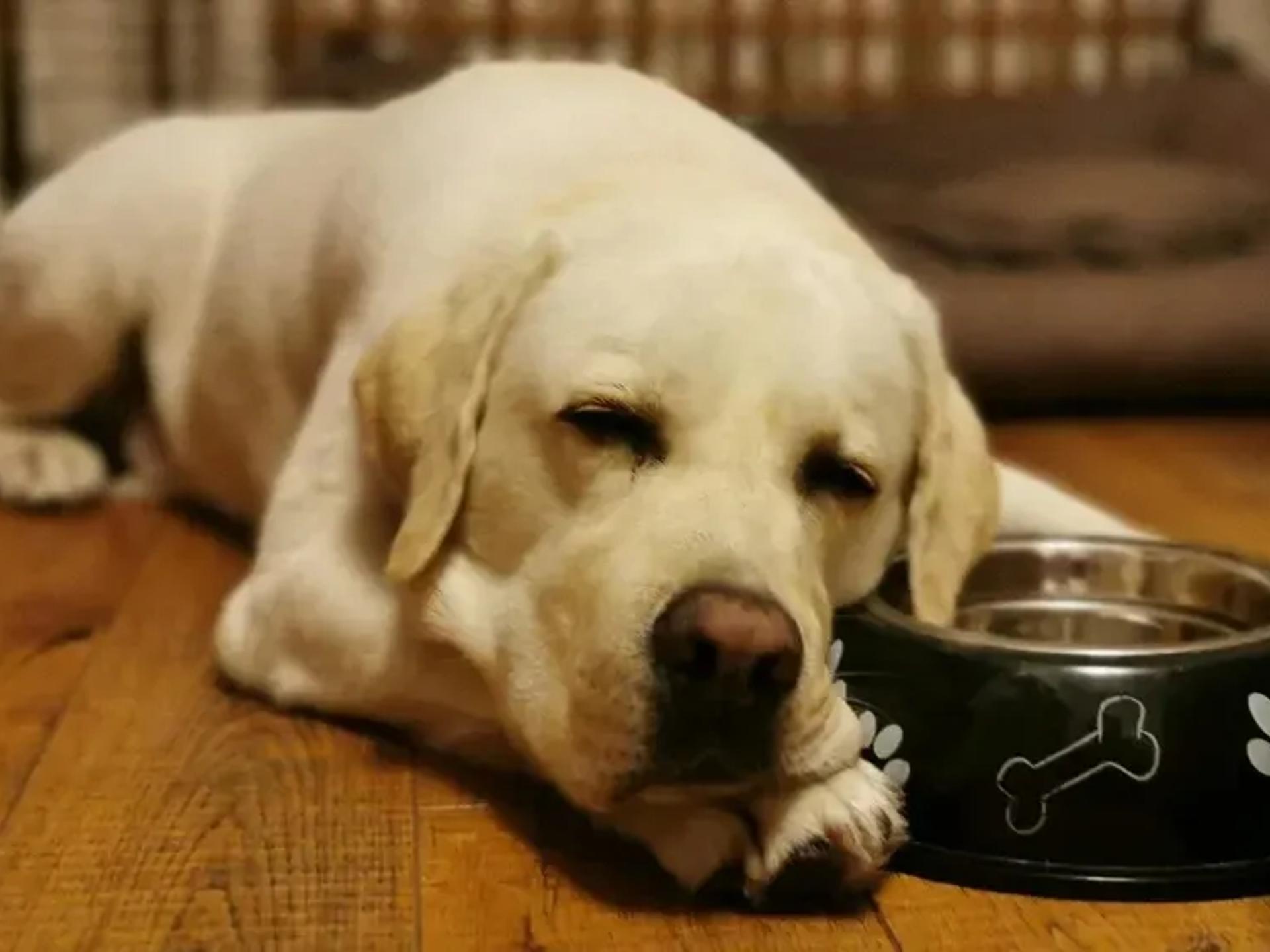 A Labrador lying on a wooden floor next to a dog bed and bowl