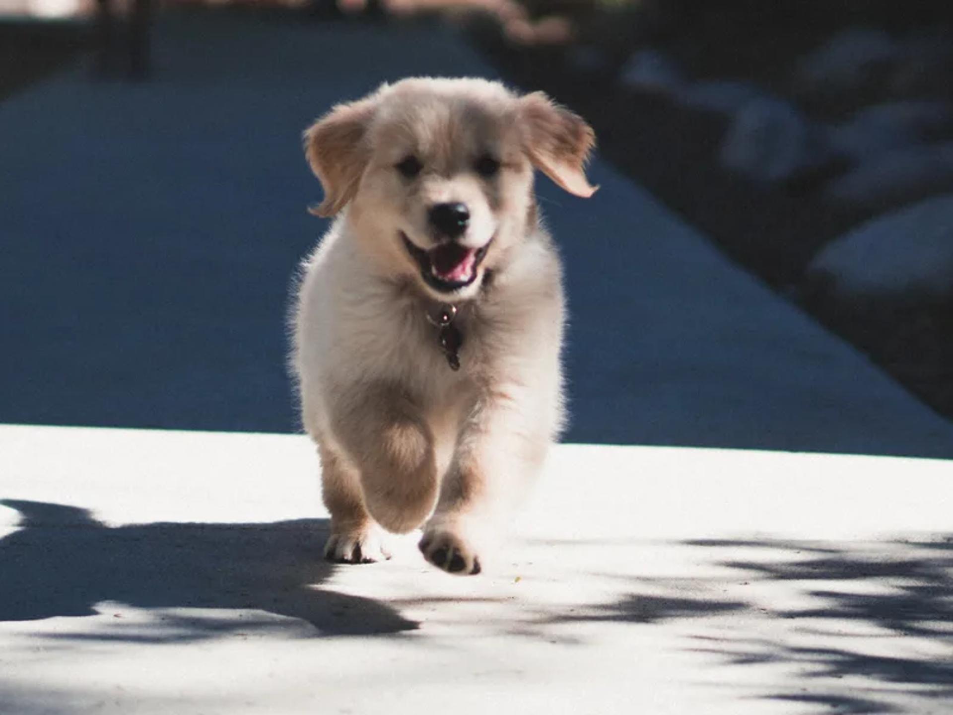 A puppy running and playing