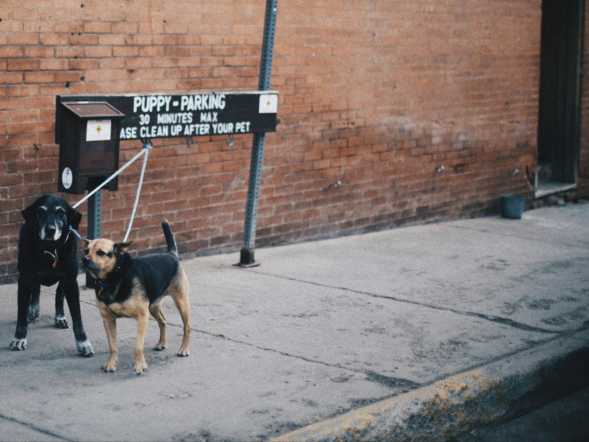 two dogs tied up on a sign waiting for the owner to come back