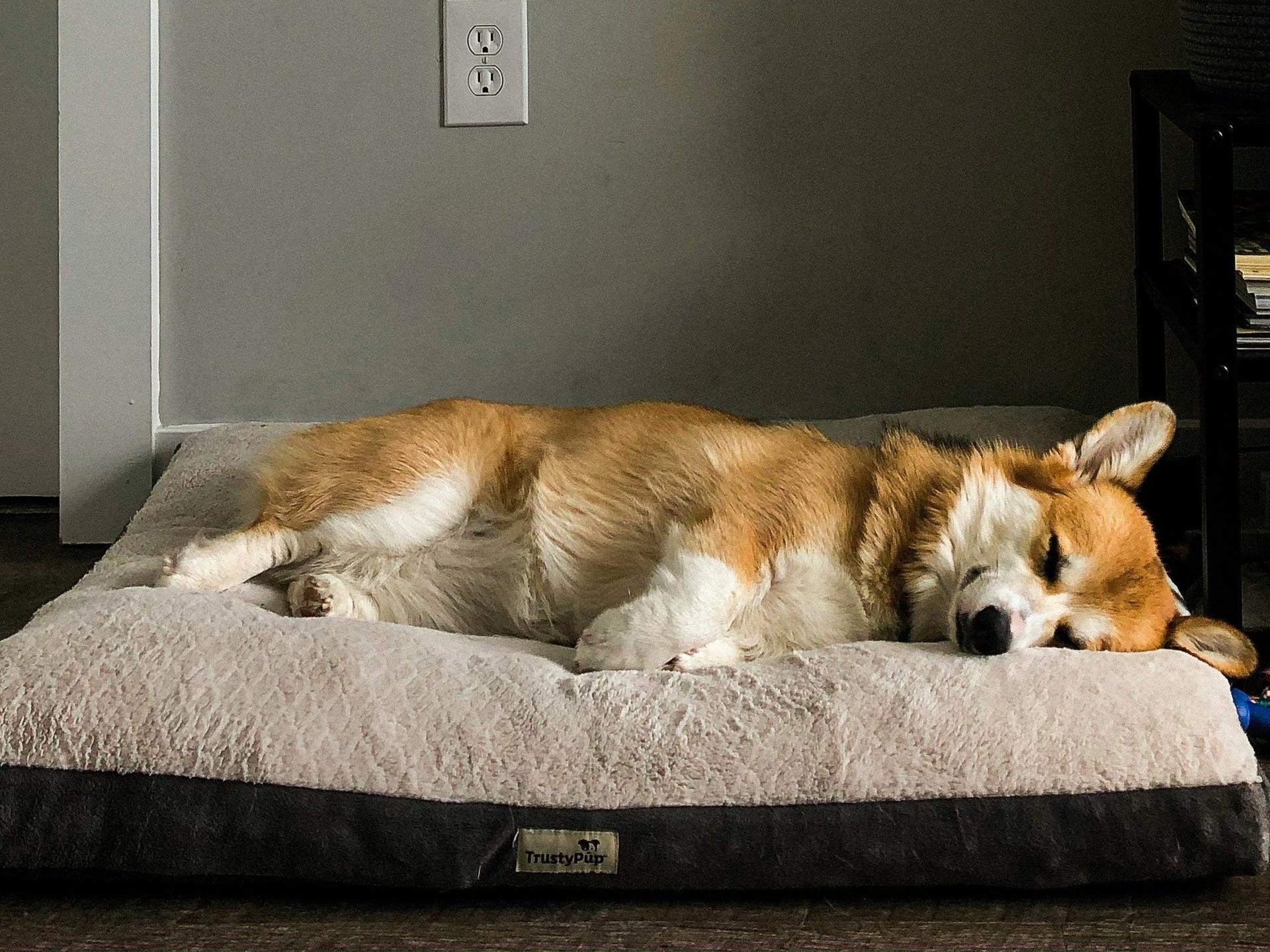 Corgi laying in bed