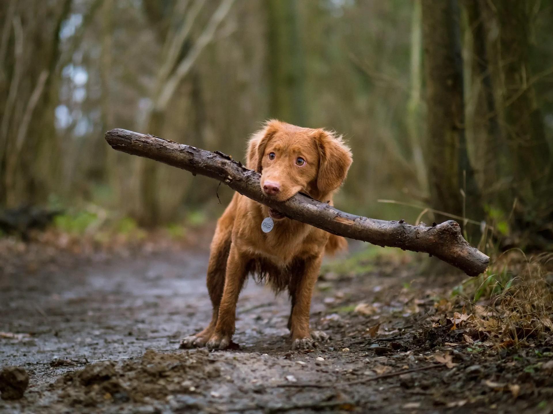puppy holding a stick