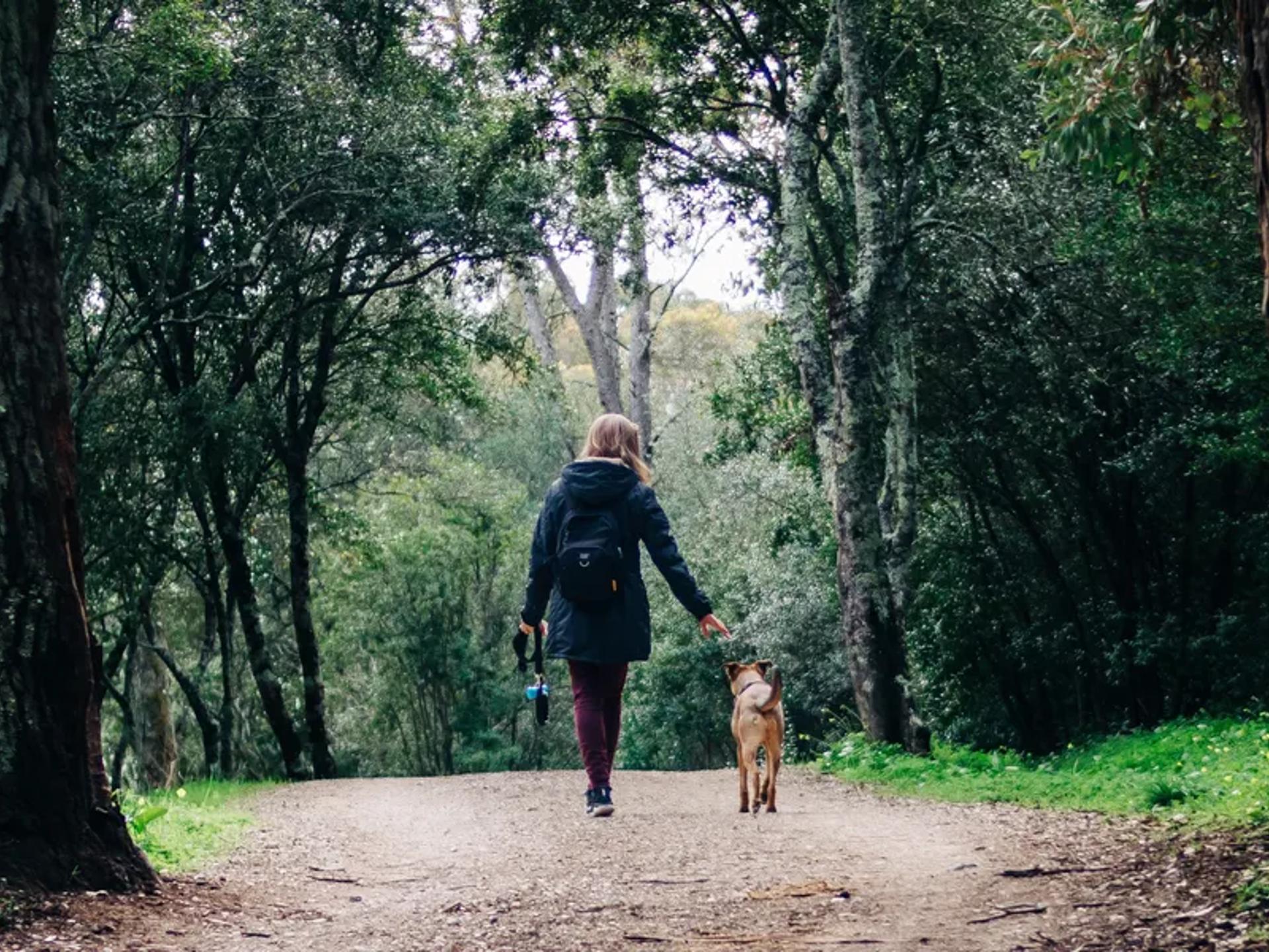 A dog on a forest hike, seen through the trees