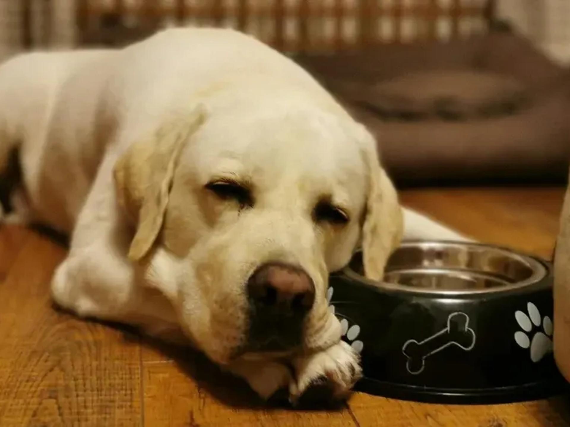 A Labrador lying on a wooden floor next to a dog bed and bowl