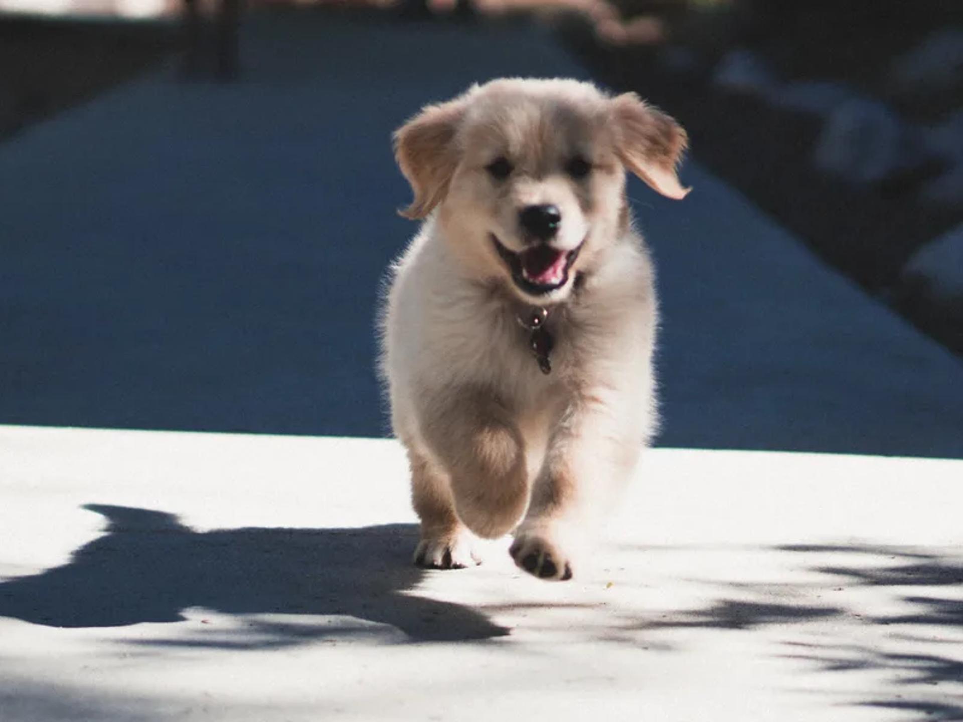 A puppy running and playing