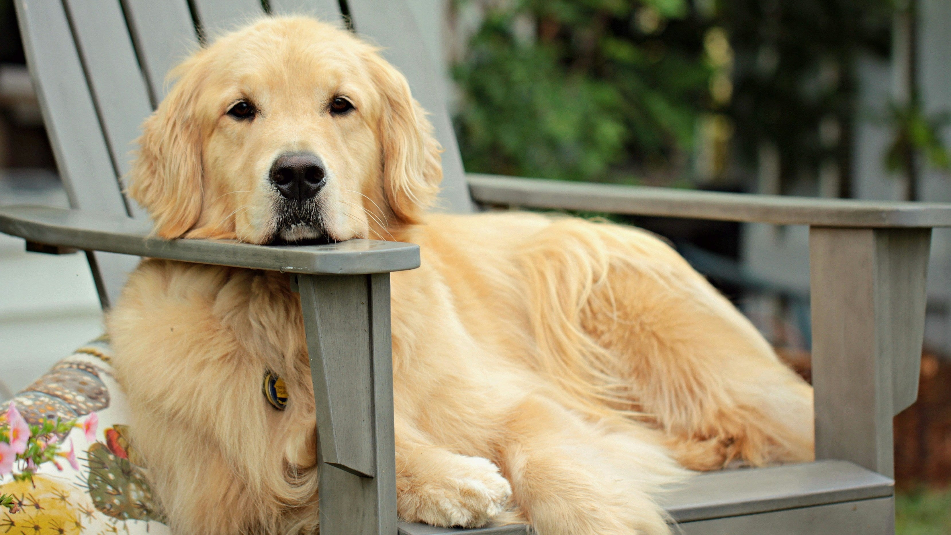 How Dogs Show Stress (and How You Can Help Calm Them) - Eva Pet