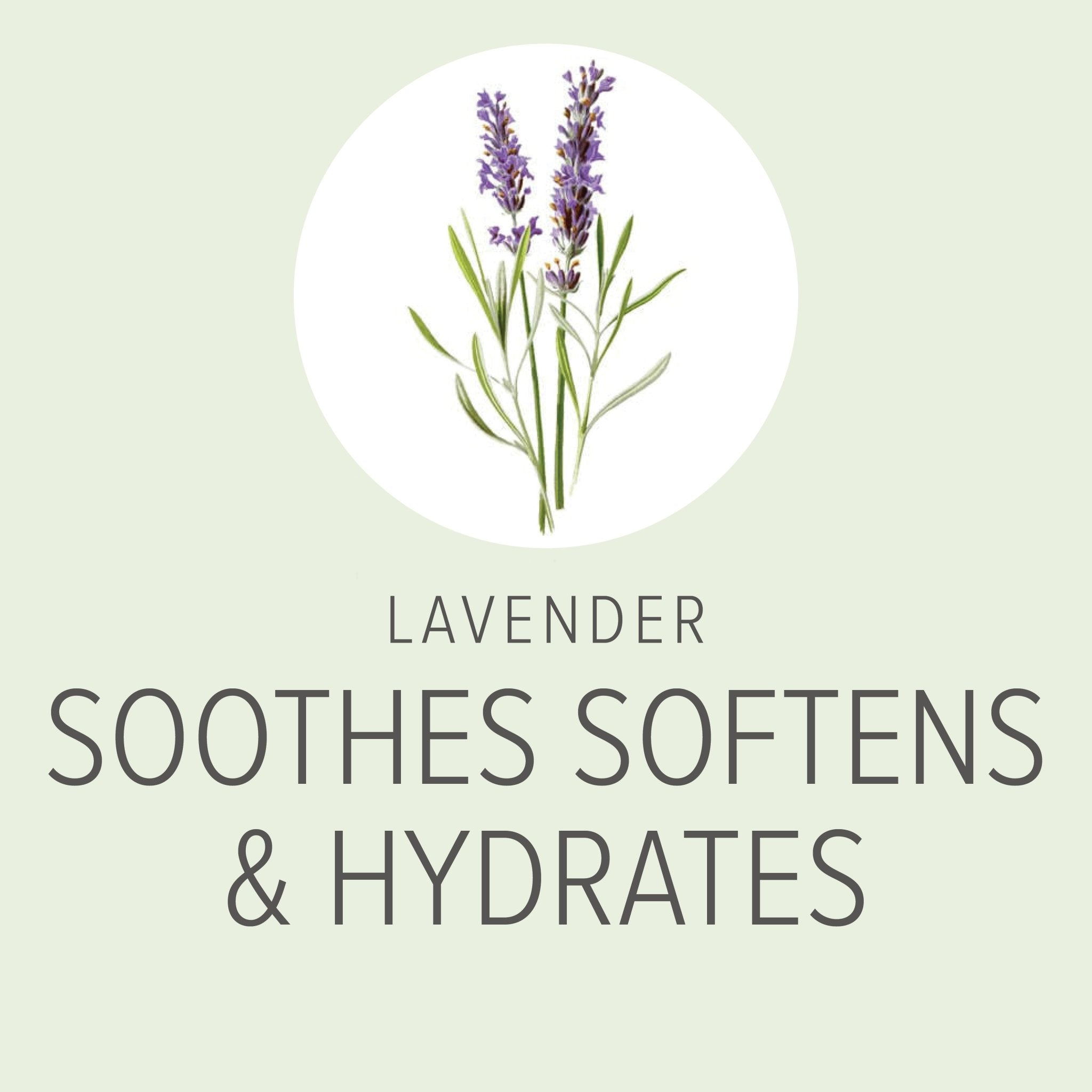 4 - IN - 1 Daily Shampoo & Conditioner (Lavender & Chamomile) - Eva Pet - Pure and Natural Pet
