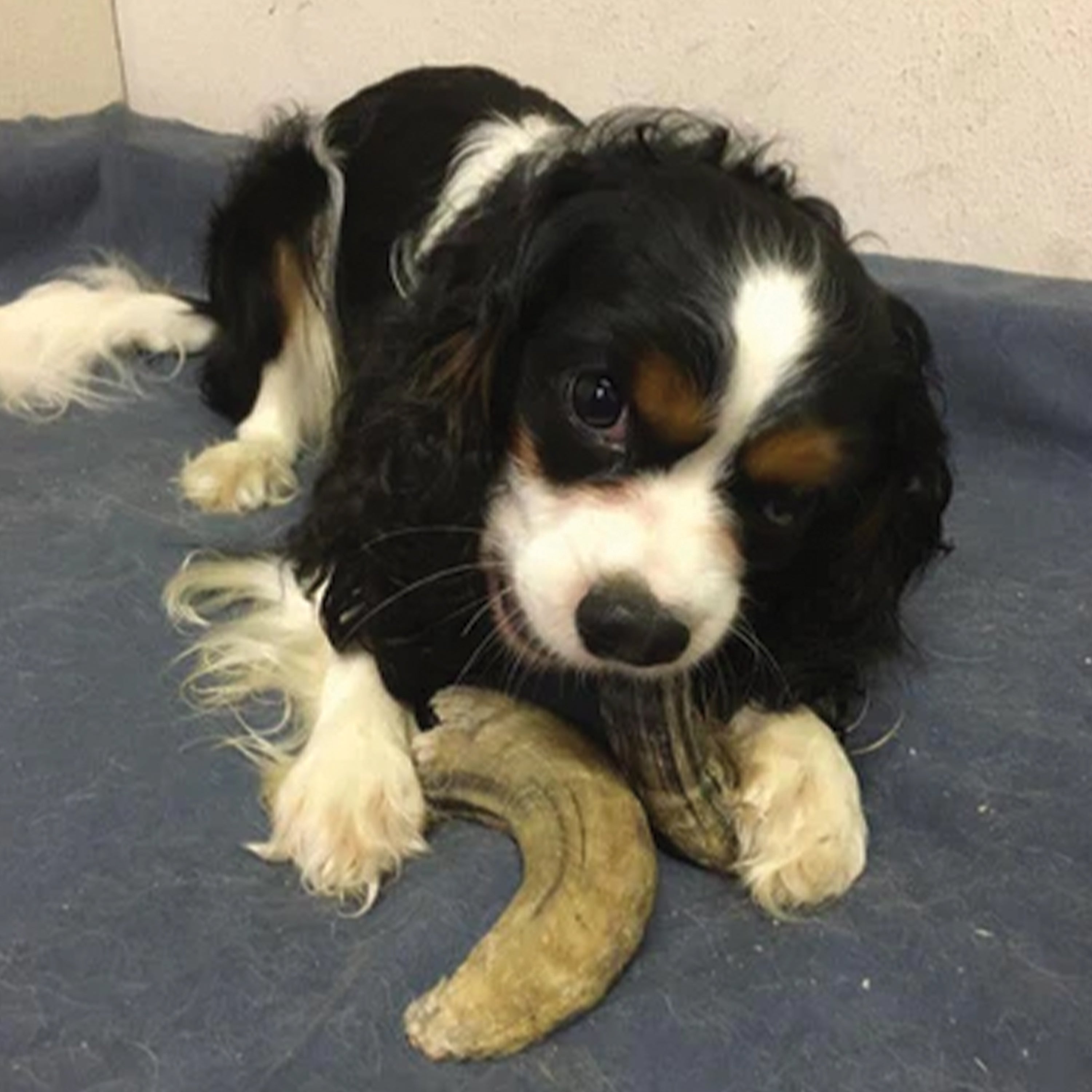 Small Lamb Horn with Marrow Dog Chew