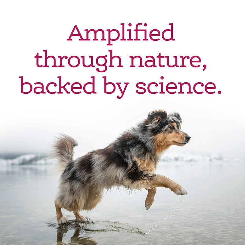 Immune+ Skin, Coat & Nail Support Gummy Supplements