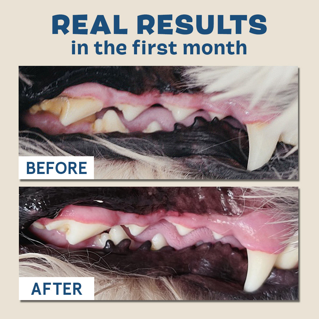 The Bright Durable Dental Kit Subscription