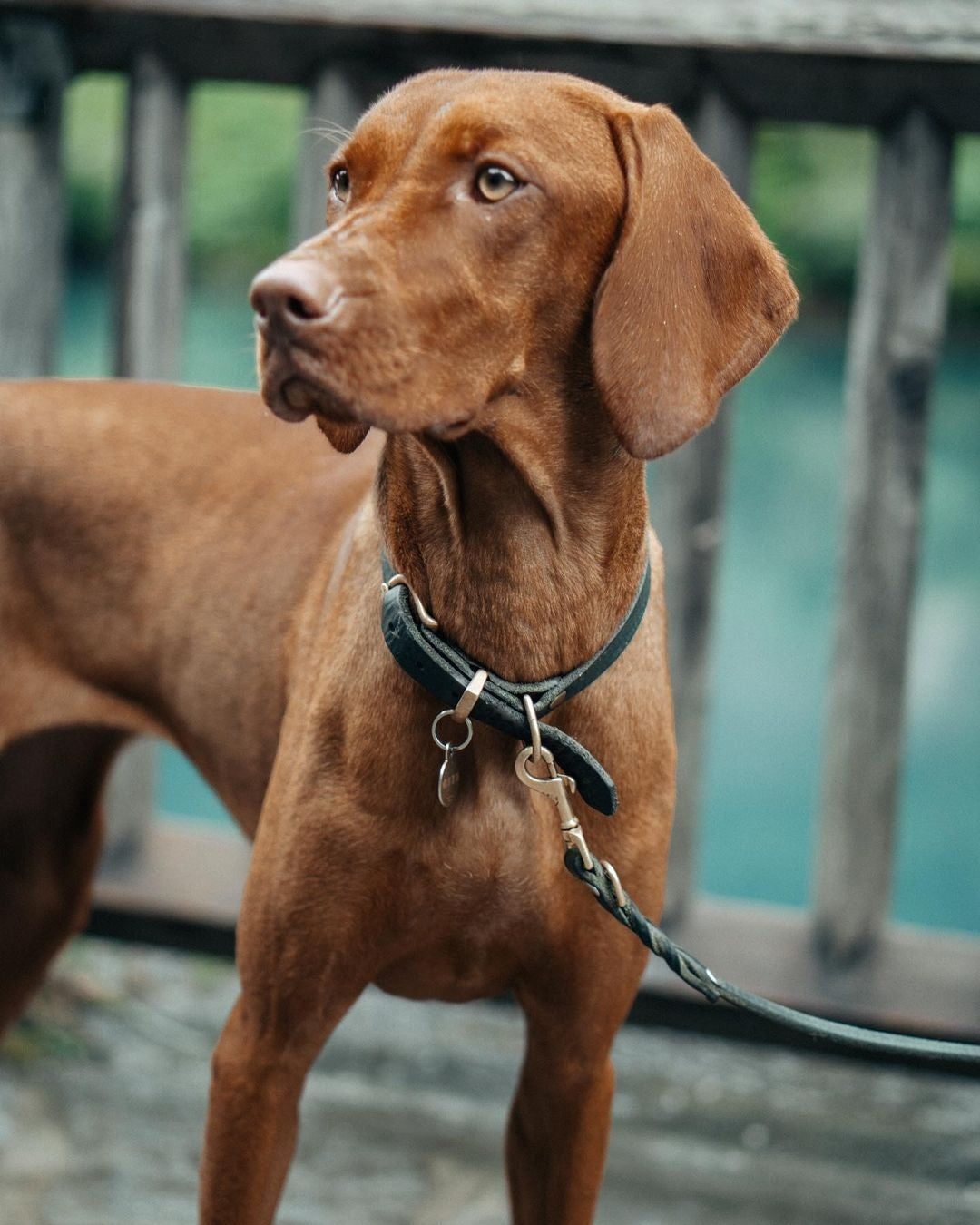 Butter Leather Dog Collar - Forest Green