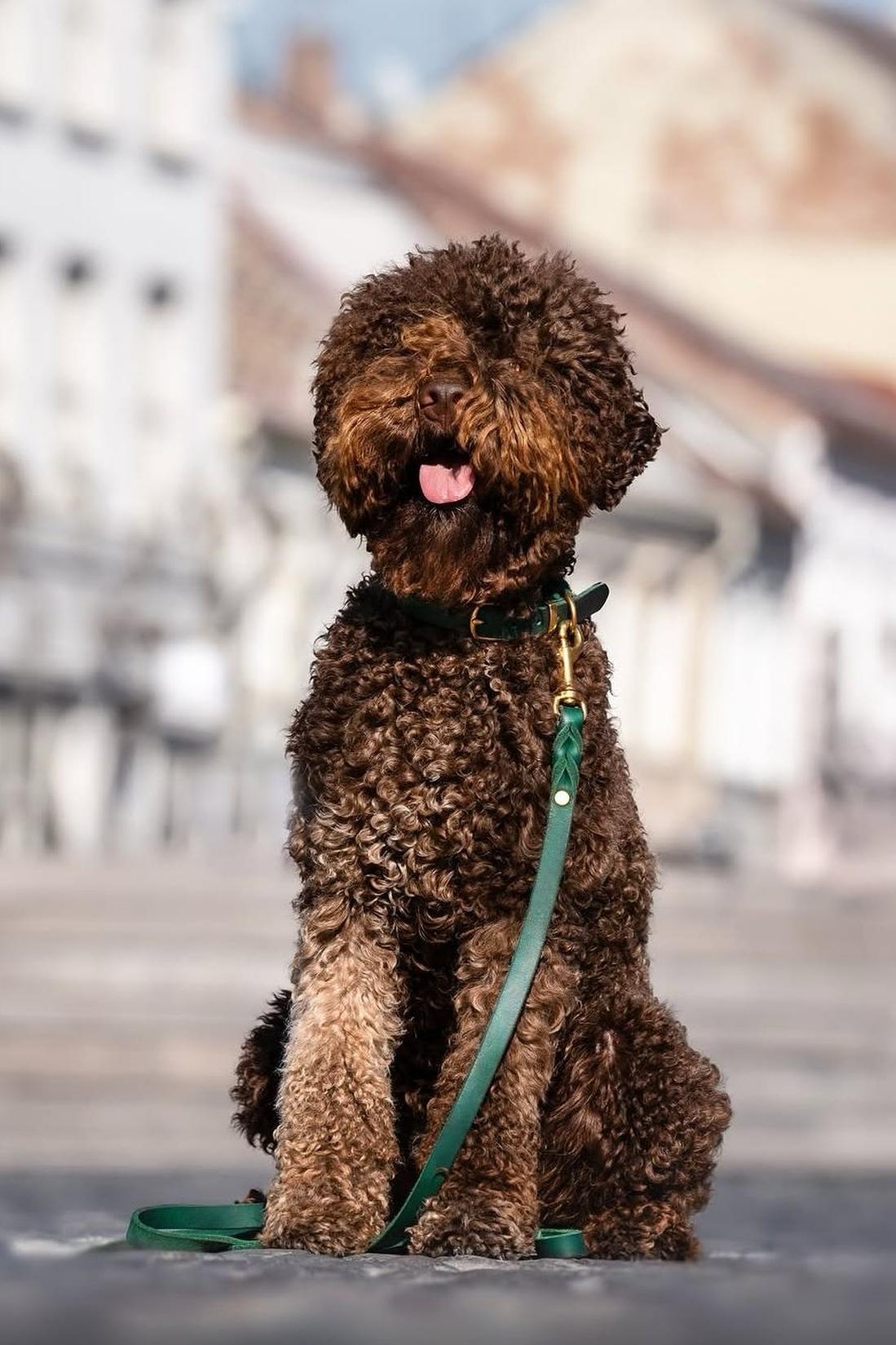 Chocolate Labradoodle Dog Sitting in city with green Collar and leash on 