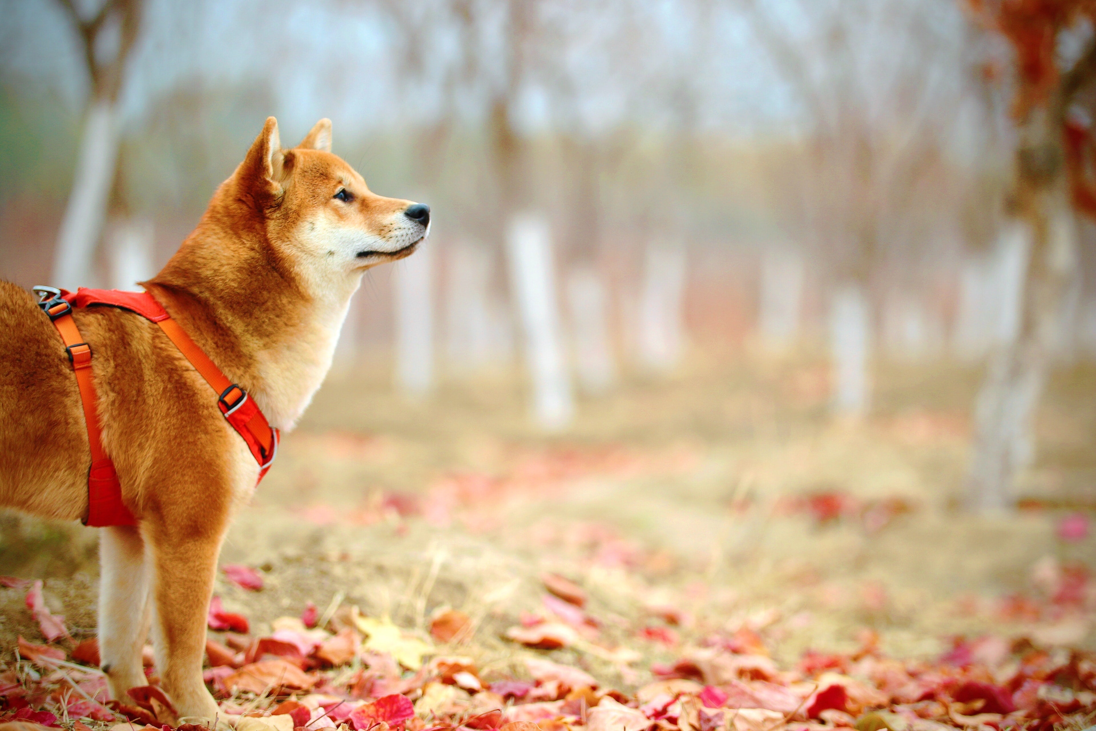 Dog harness leash collar craftsmanship