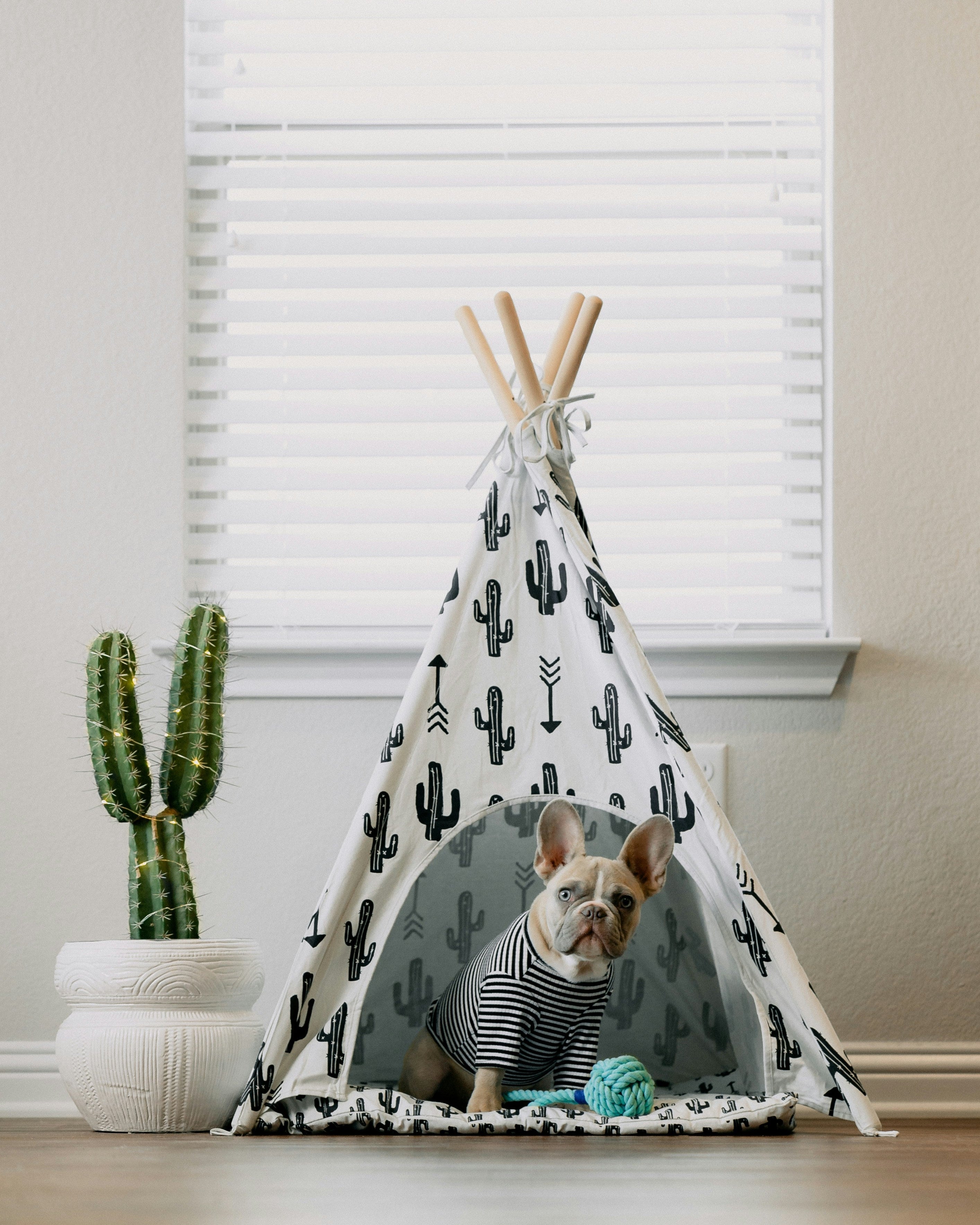 French Bulldog in tent with shirt and toy