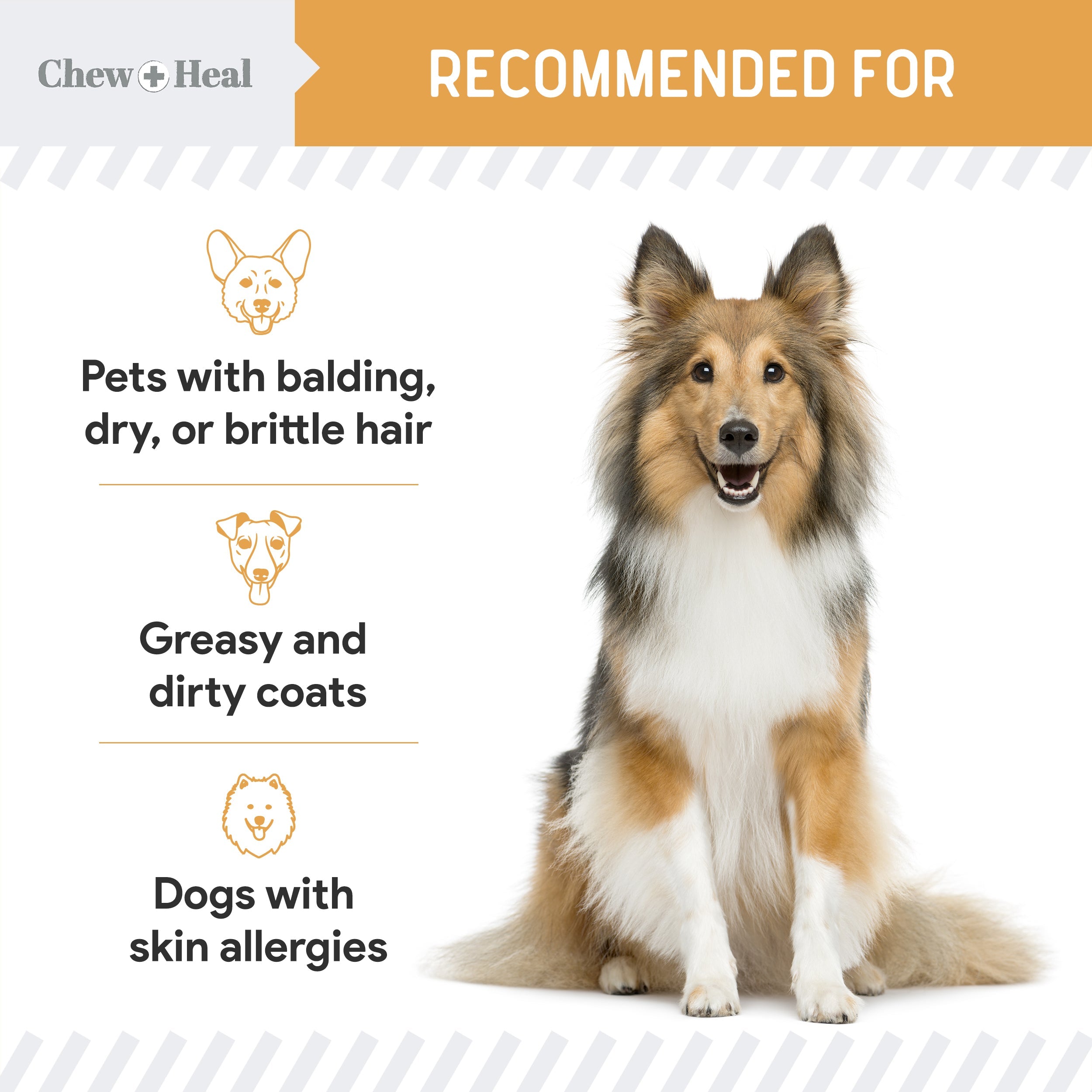 Omega Skin + Coat Dog Supplement