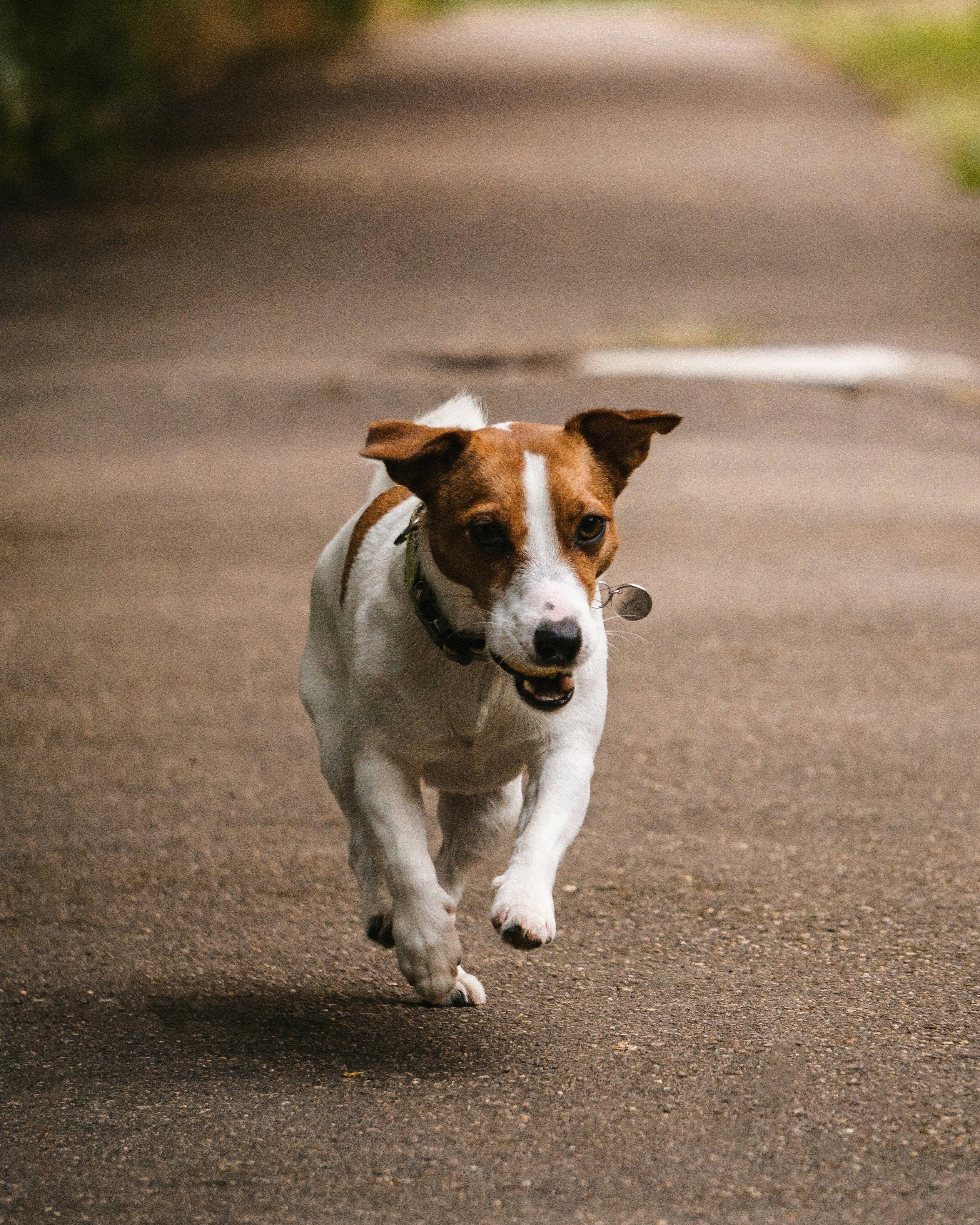 Jack Russell Terrier running collar and dog tag