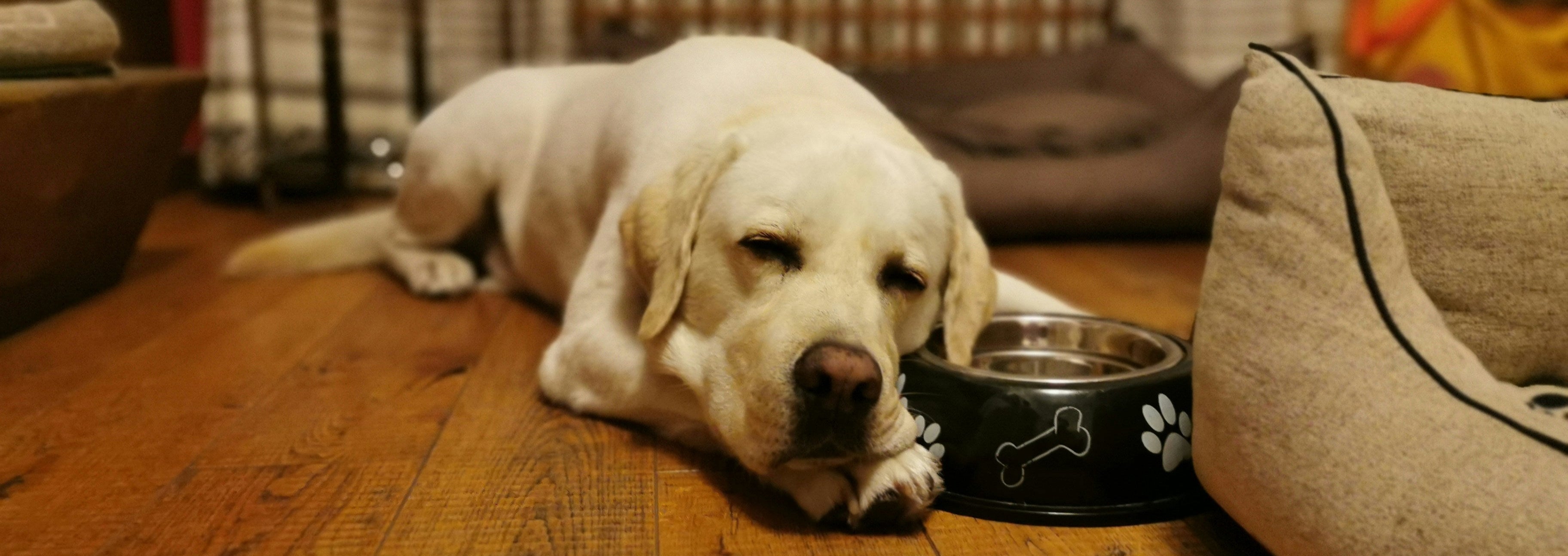 Labrador Dog lying on a wooden floor next to a dog bed and bowl.