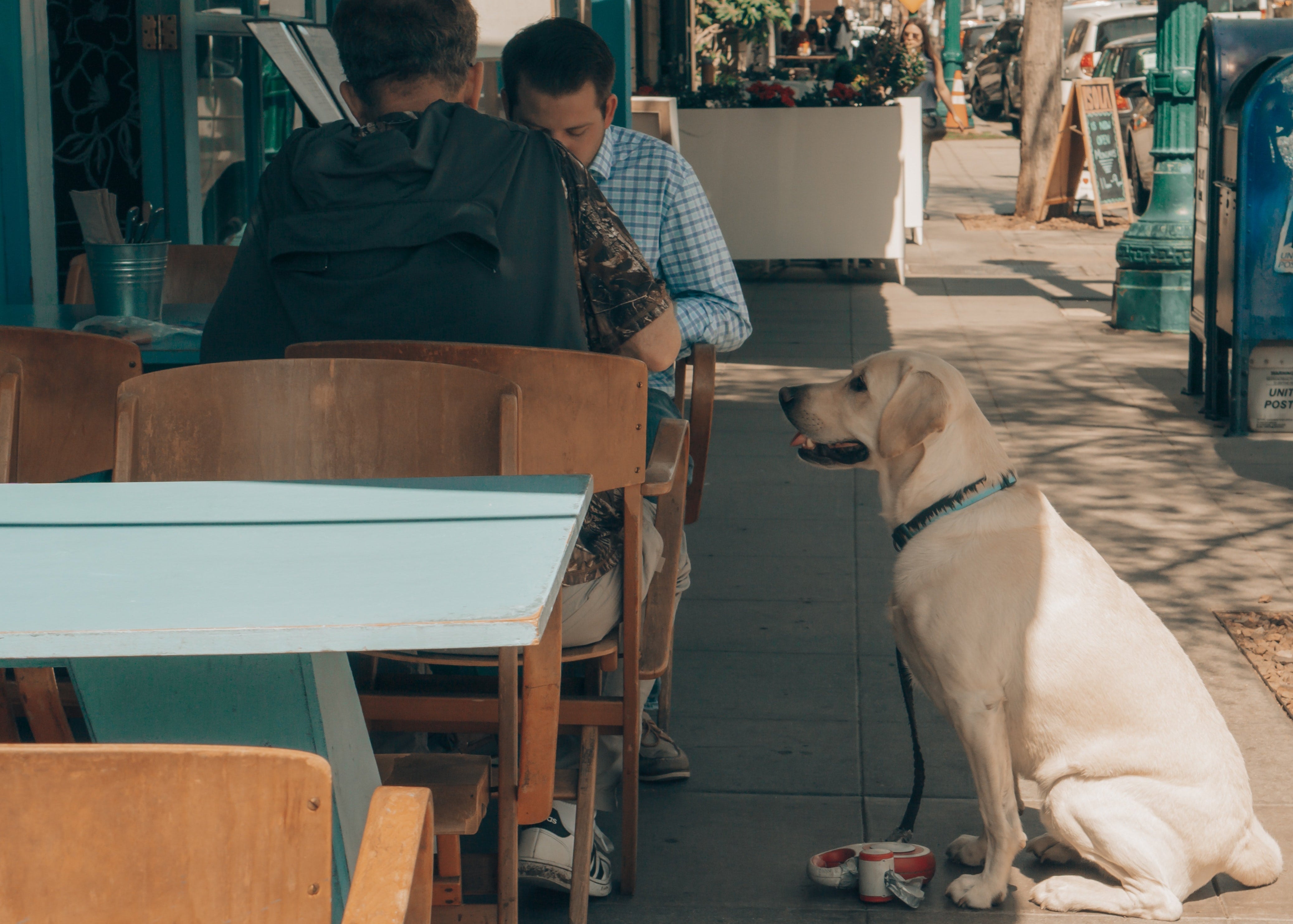 Labrador Retriever dog looking at people eating