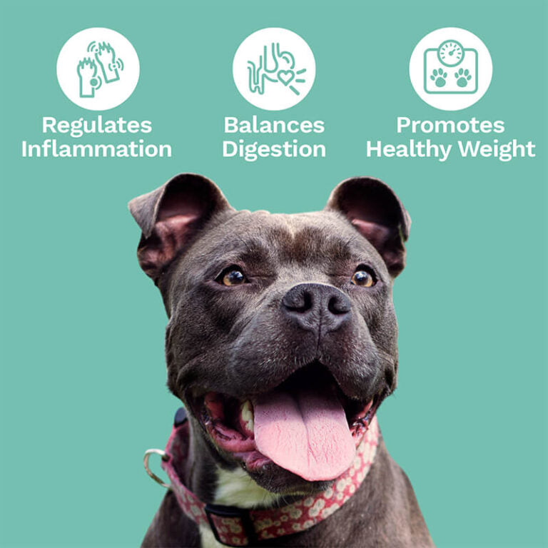 CBD Soft Chews For Digestive Support + Probiotic – Medium to Large Dogs – 600mg