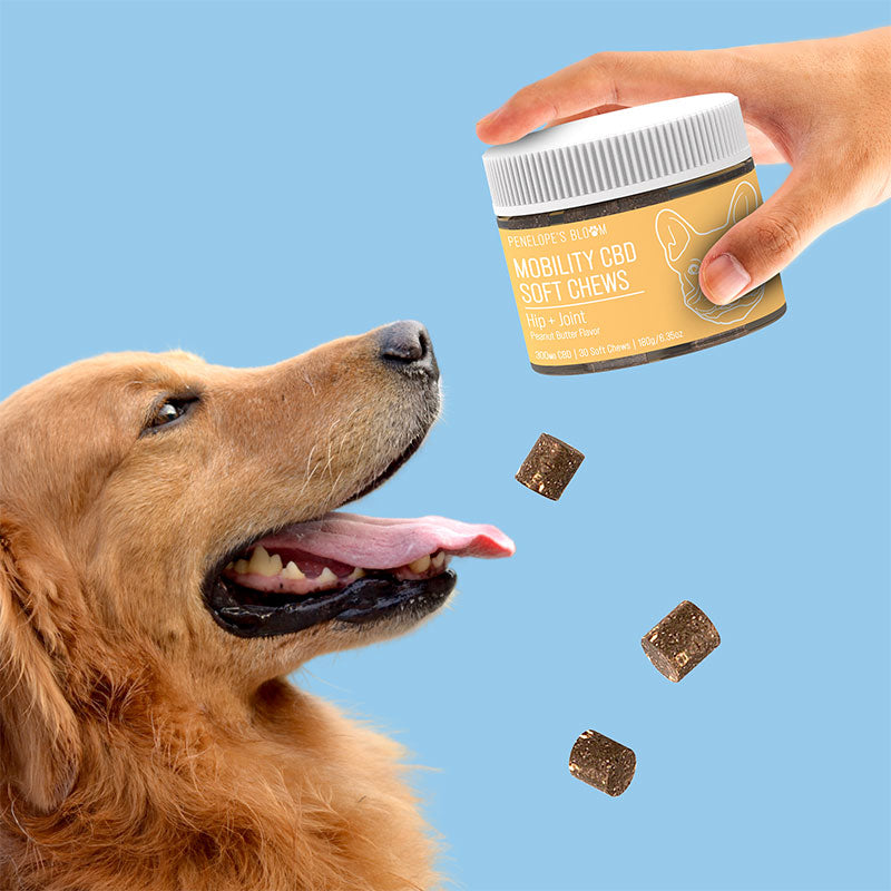 CBD Soft Chews For Joint + Mobility – Small To Medium Dogs – 300mg