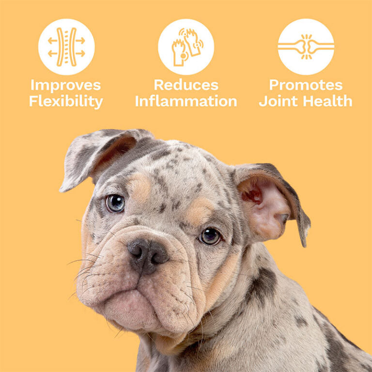 CBD Soft Chews For Joint + Mobility – Medium To Large Dogs – 600mg