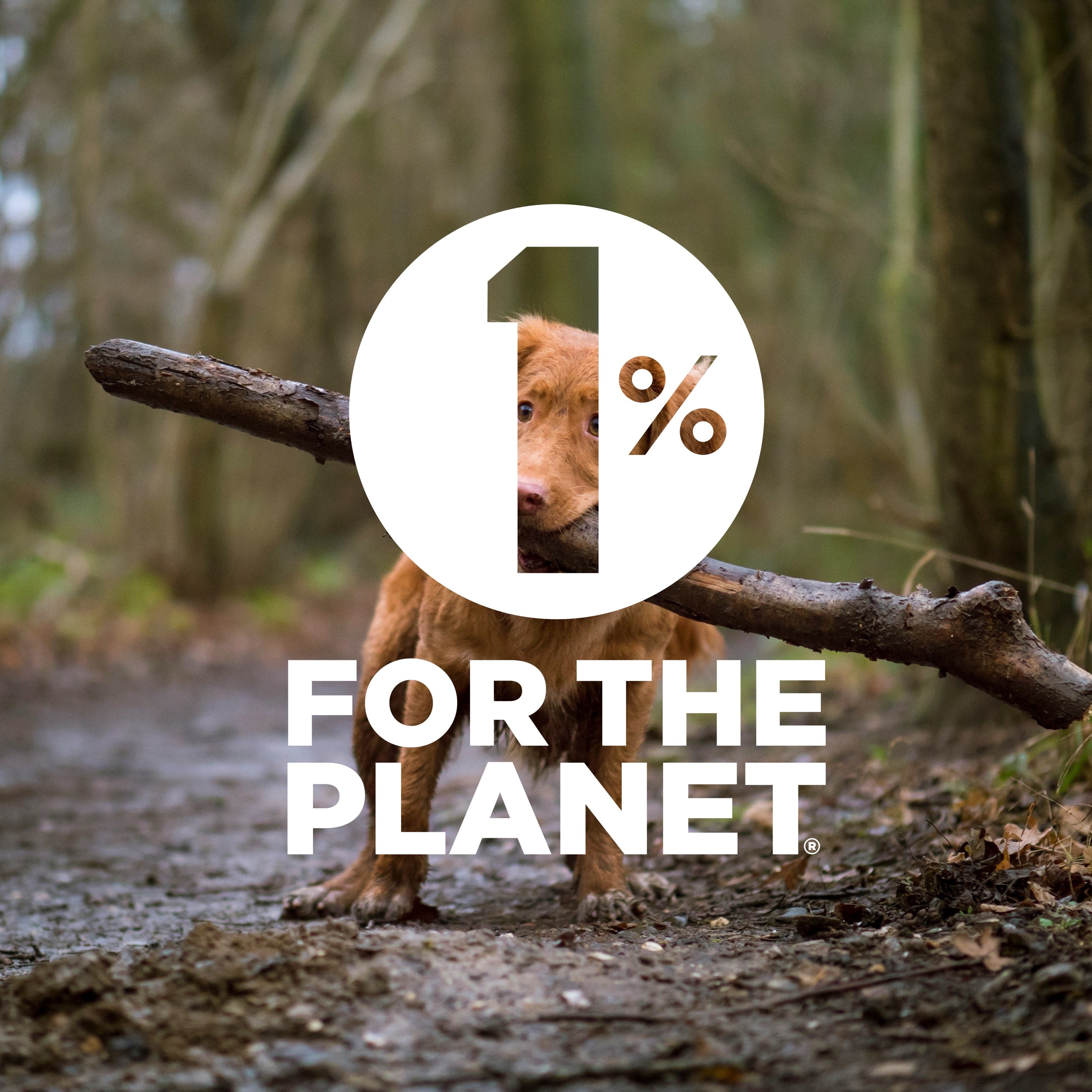 Red nosed puppy Dog holding a stick branch in a forest with '1% for the Planet' logo overlay.