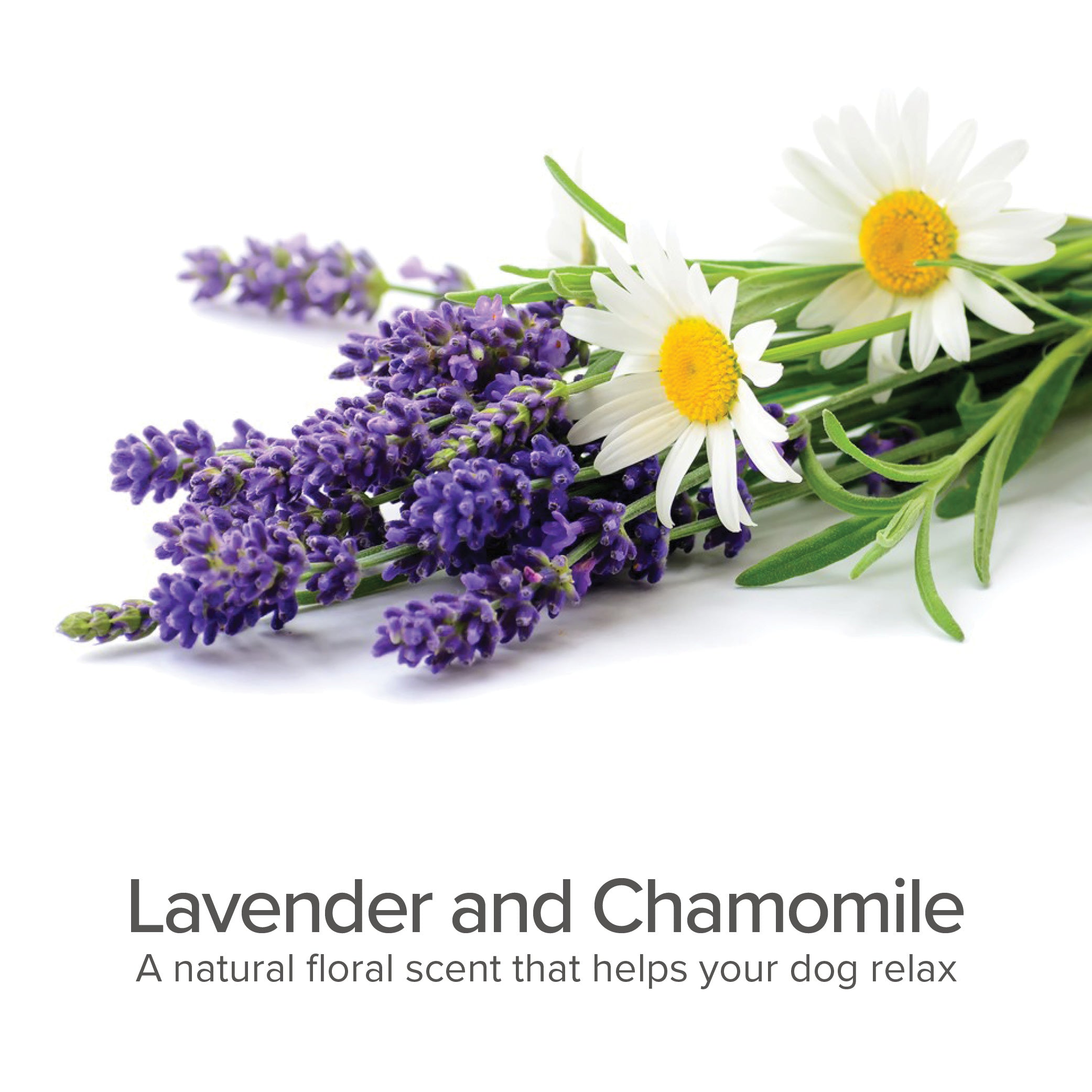 4-IN-1 Daily Shampoo & Conditioner (Lavender & Chamomile)