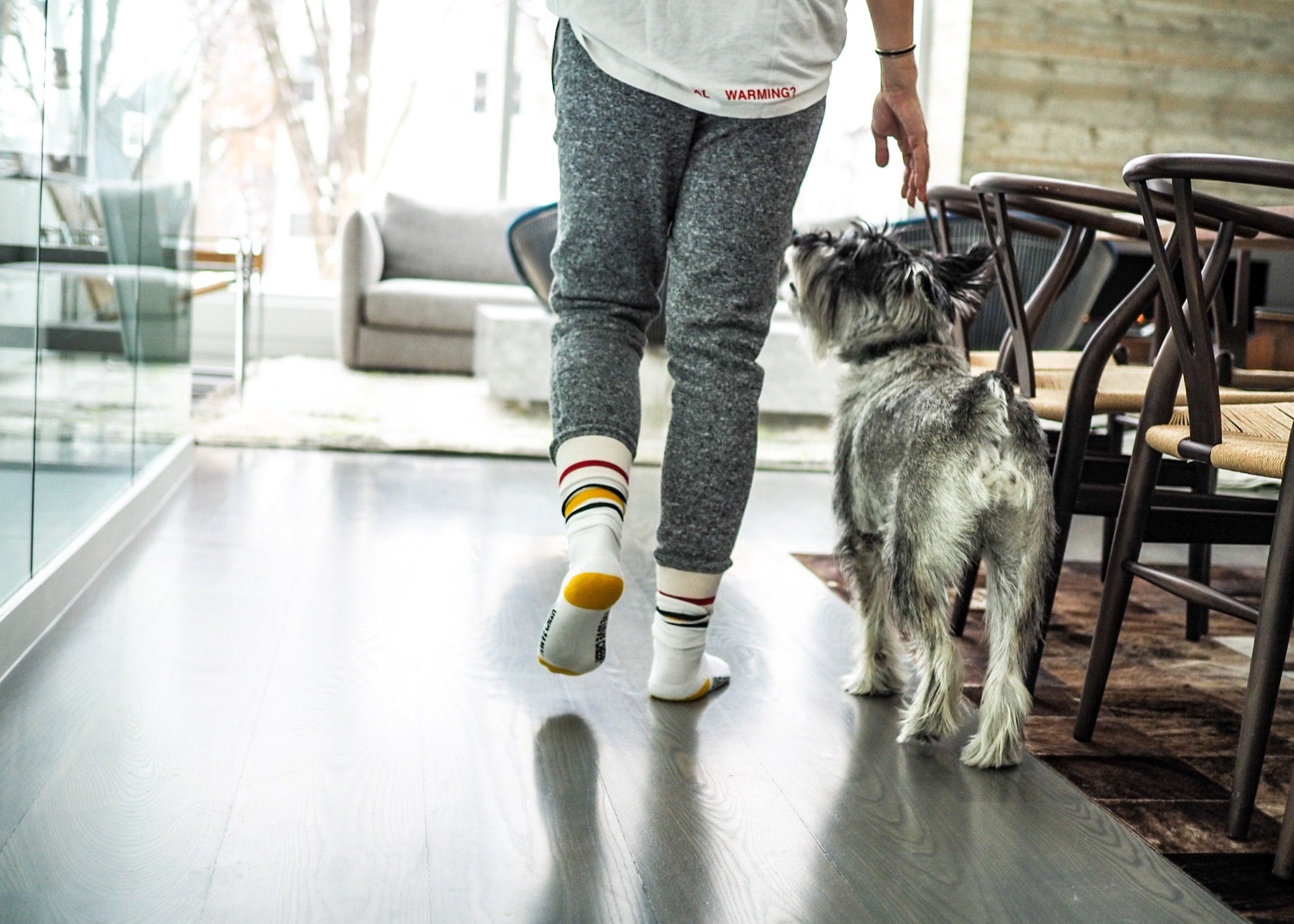 Standard Schnauzer walking inside office