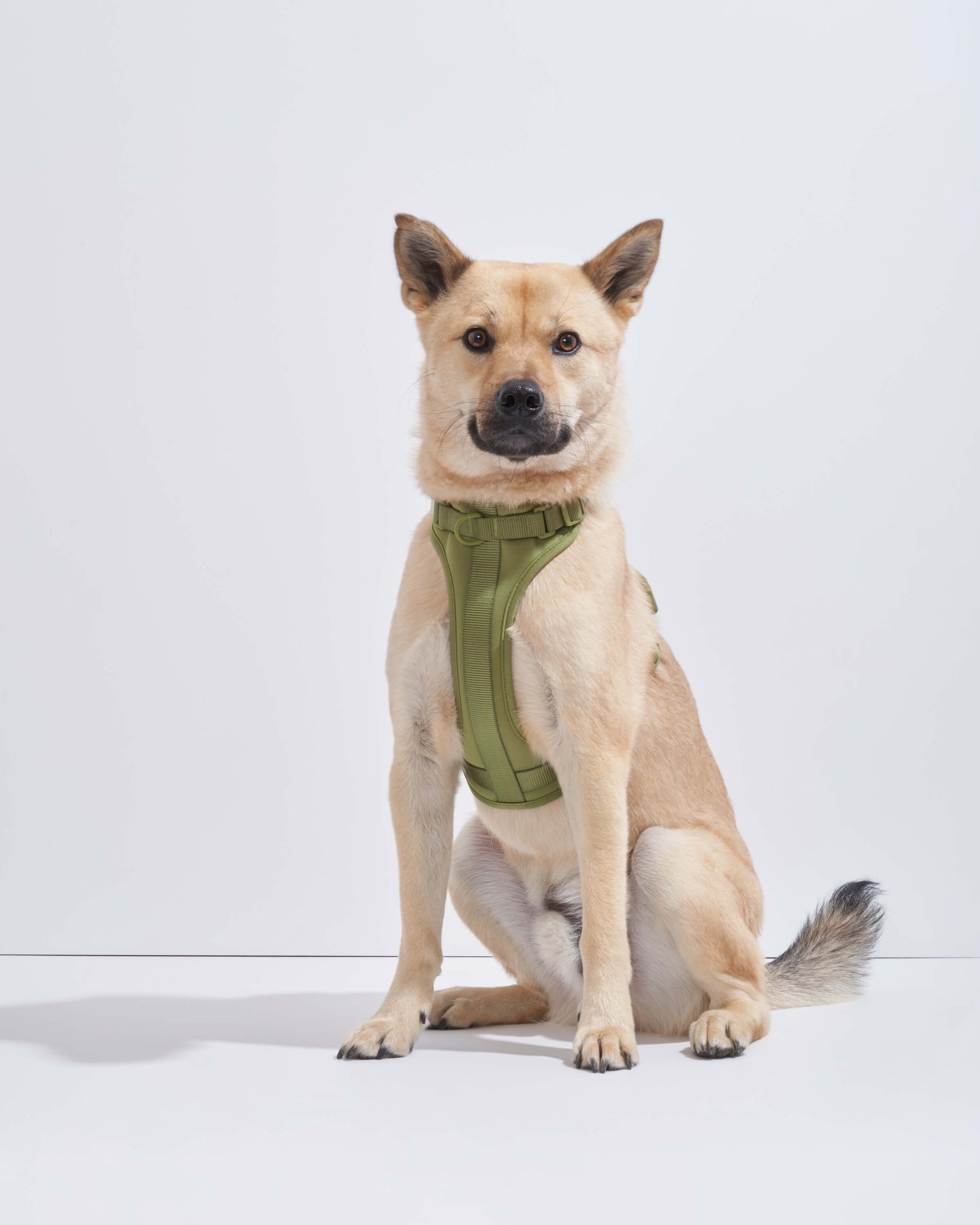 Dog Harness