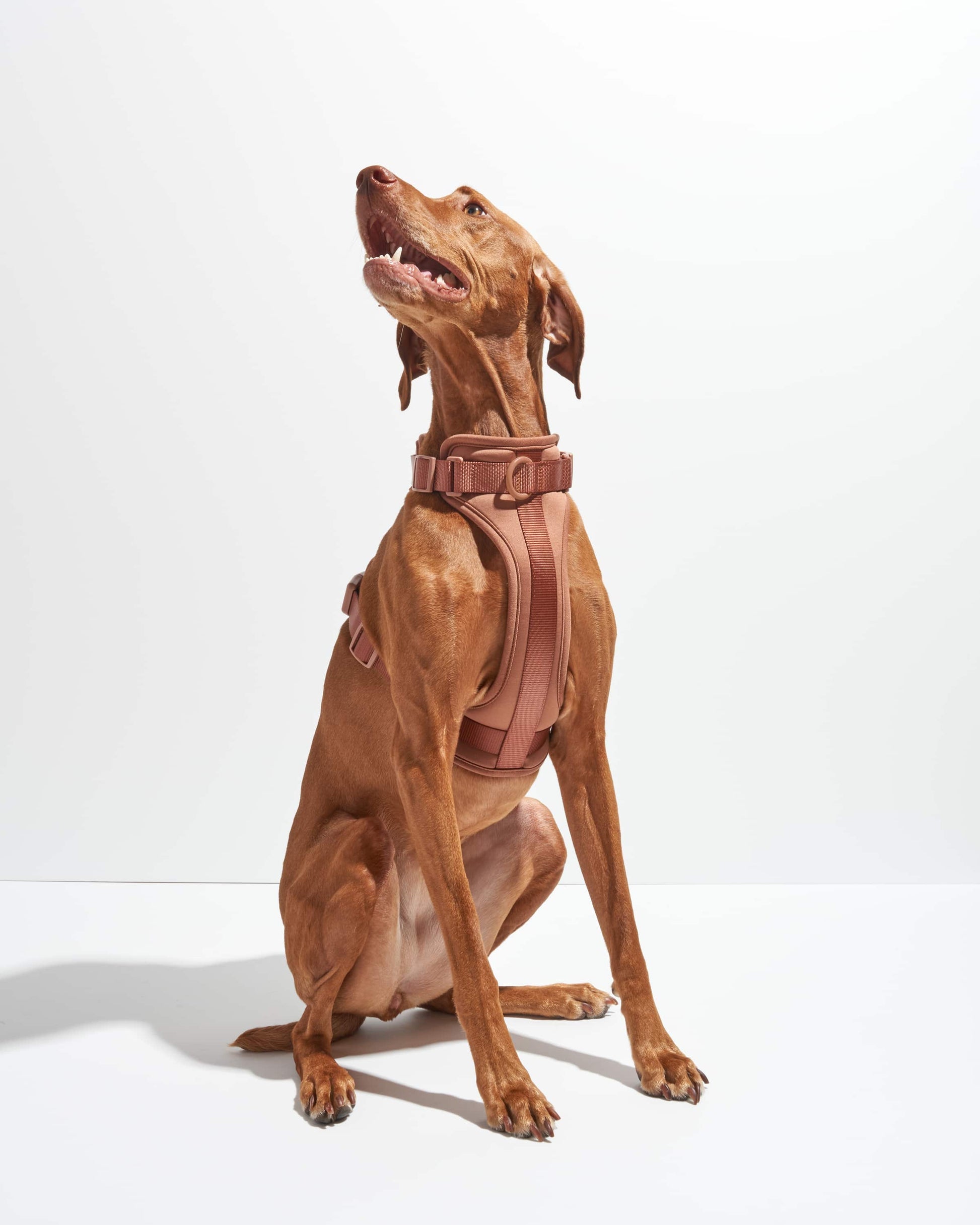 Dog Harness