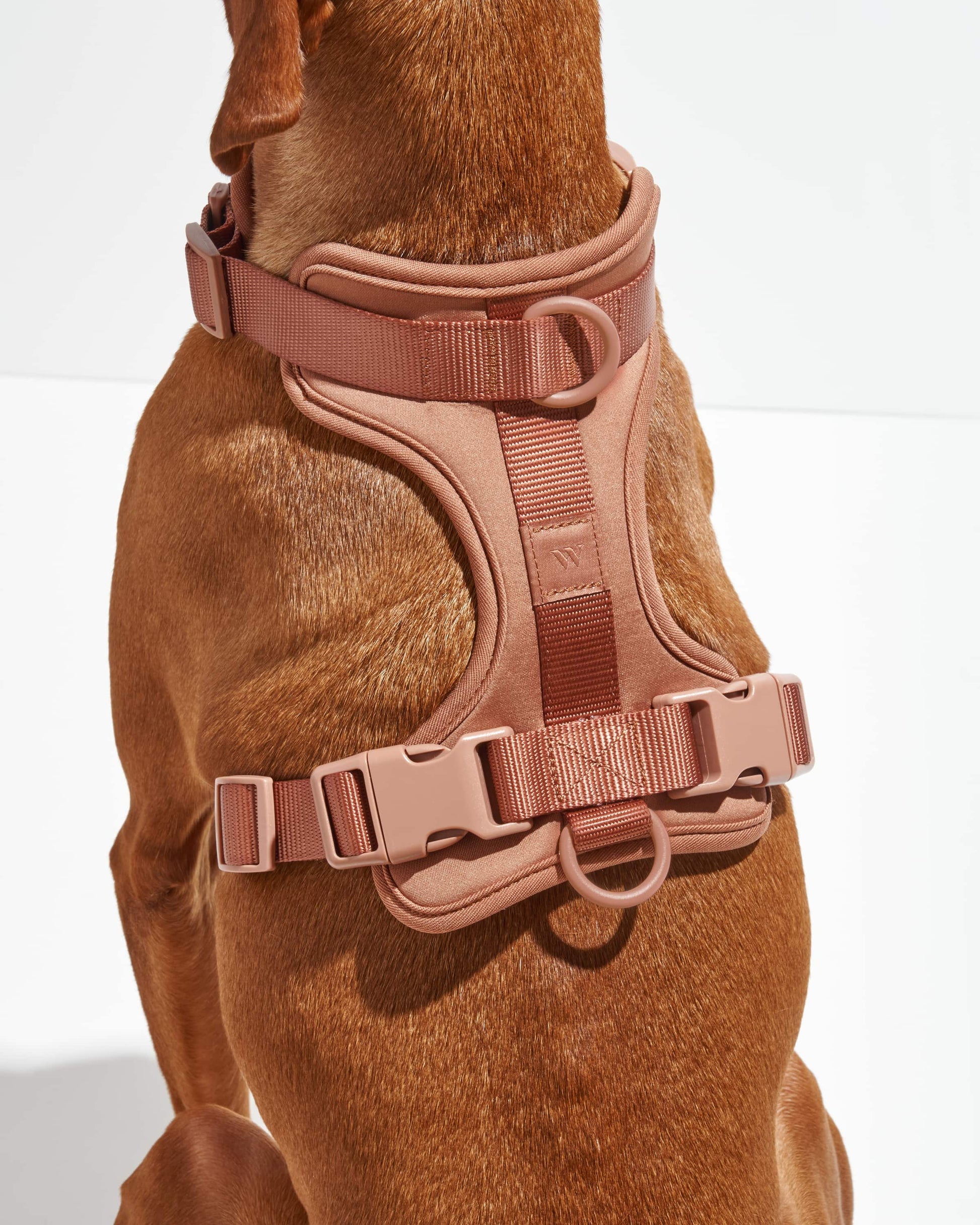 Dog Harness
