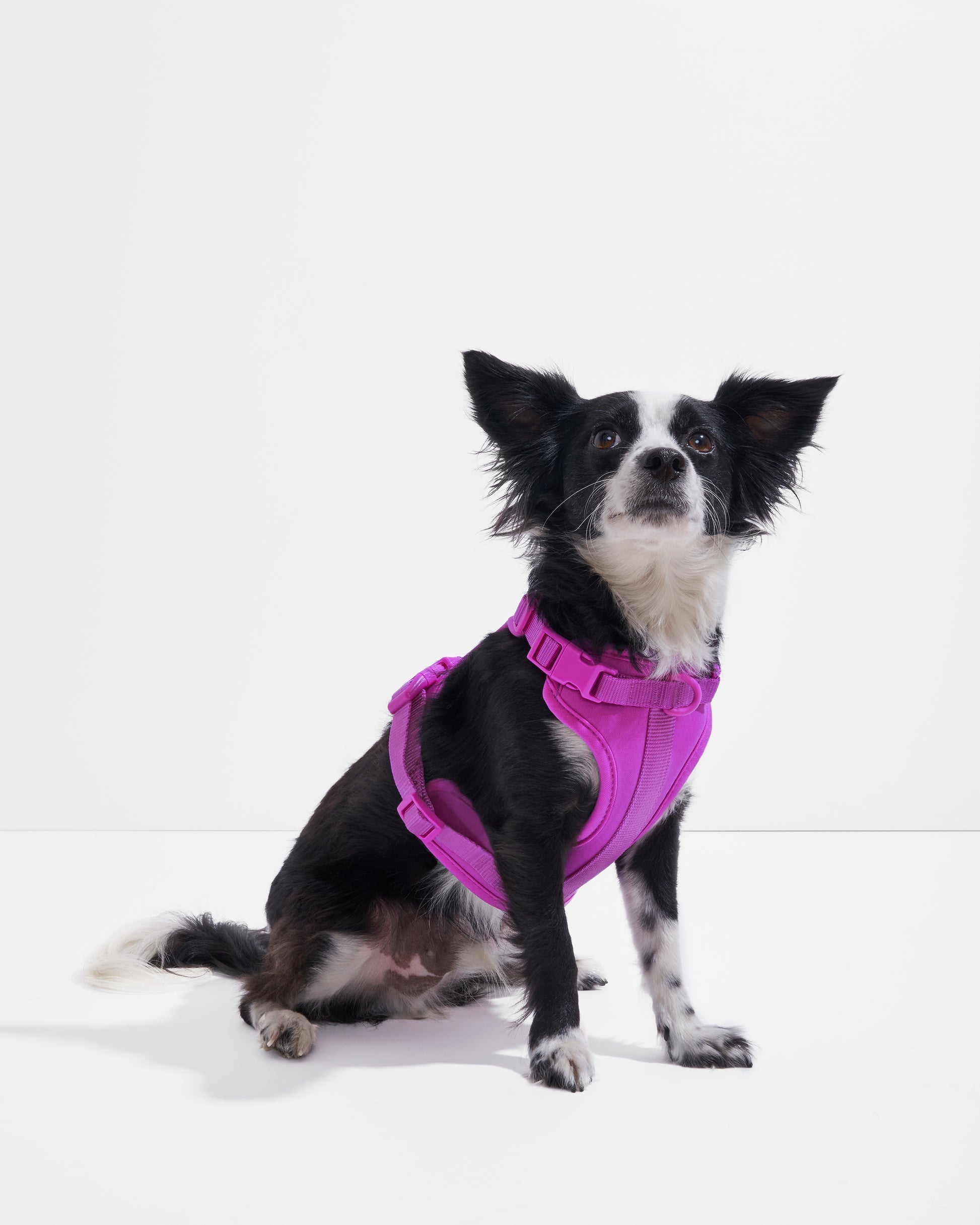 Dog Harness