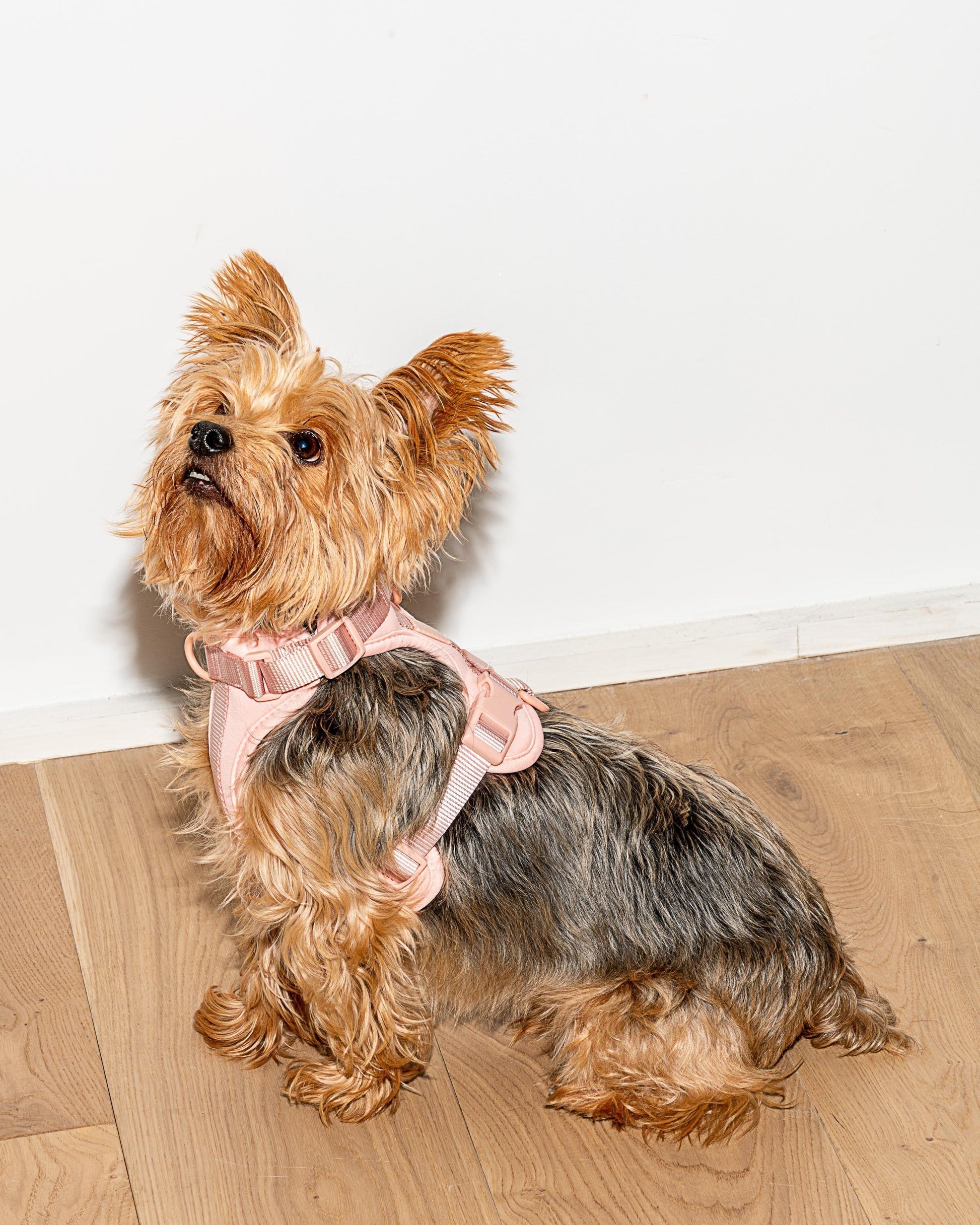 Dog Harness