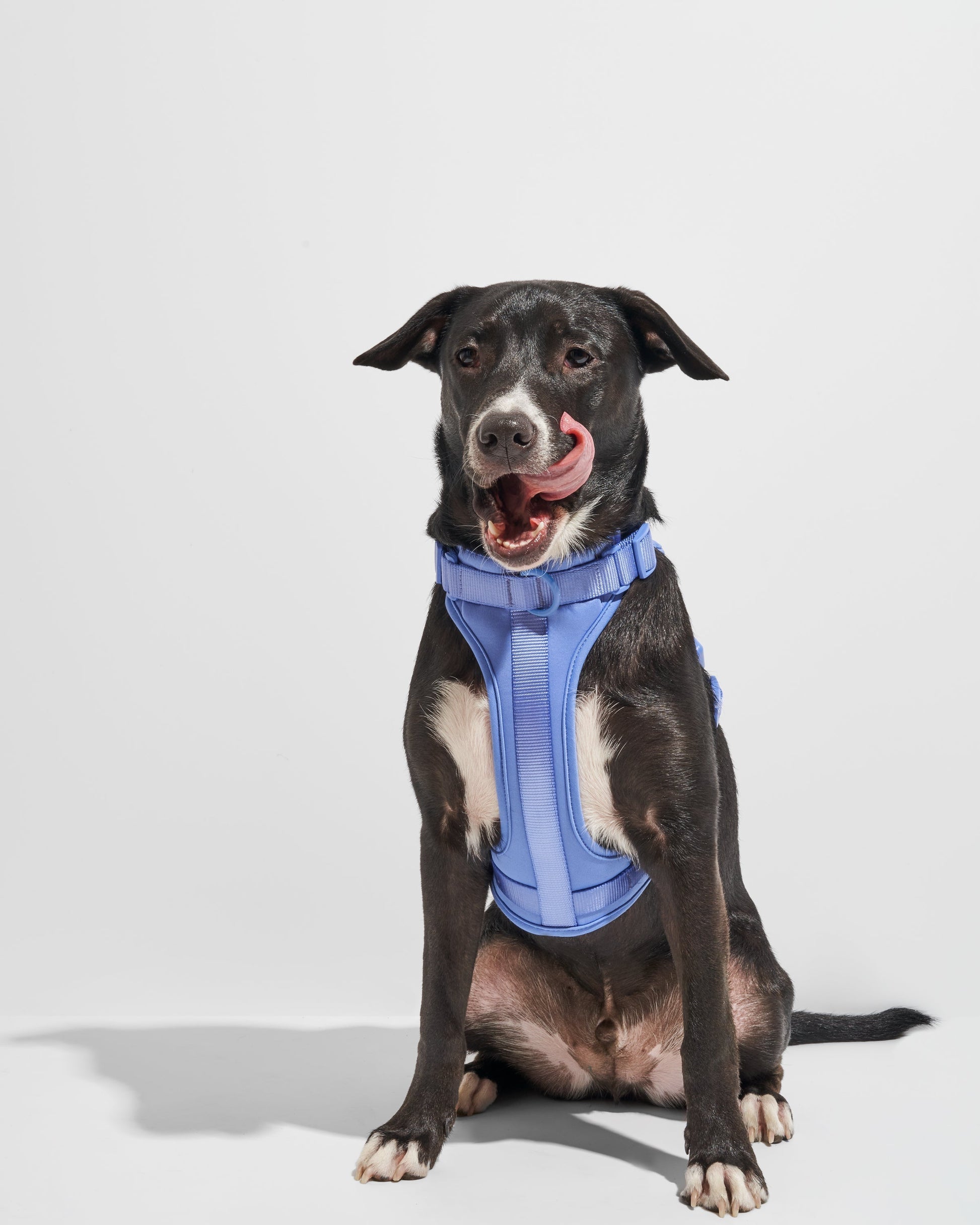 Dog Harness