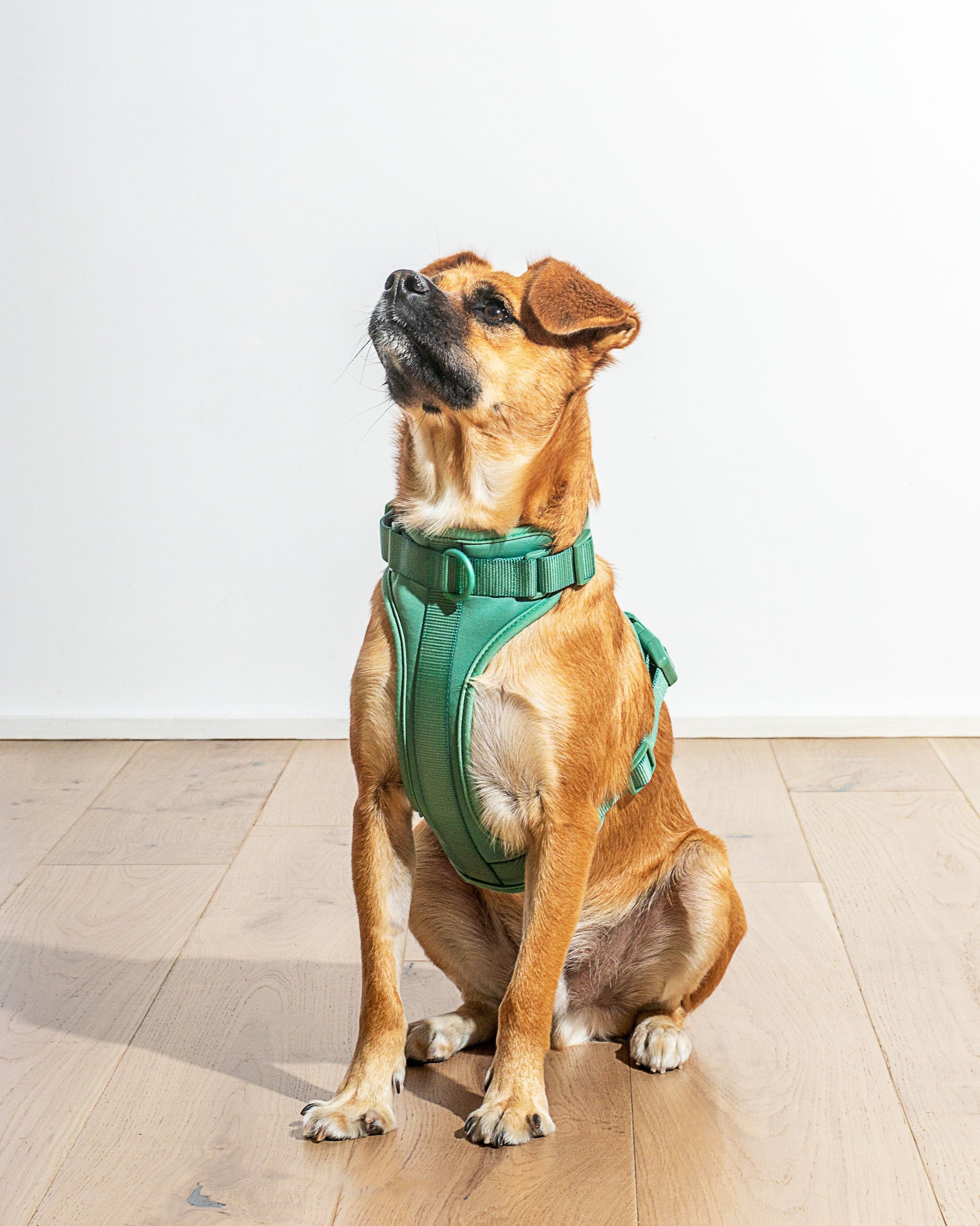 Dog Harness