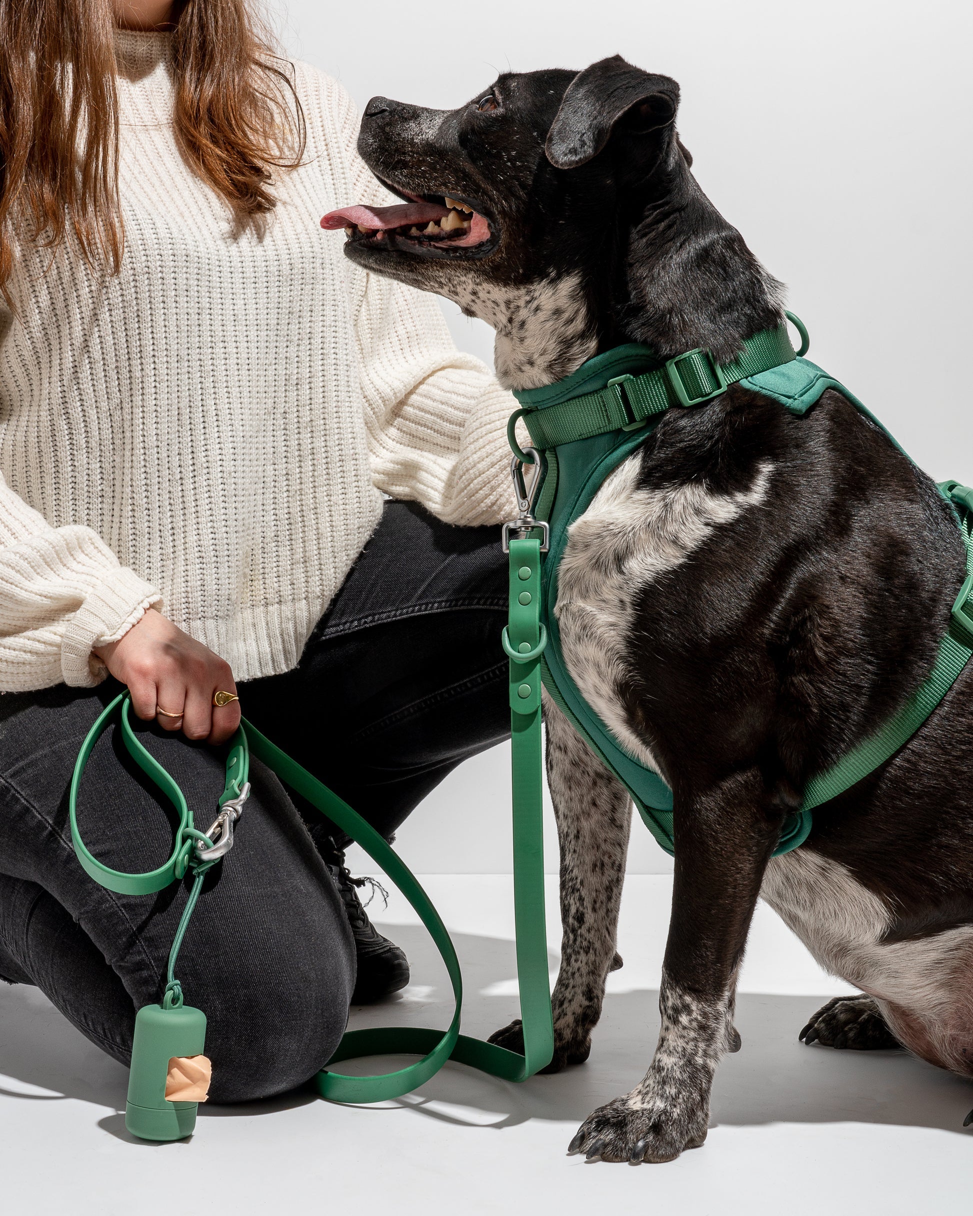 Dog Harness
