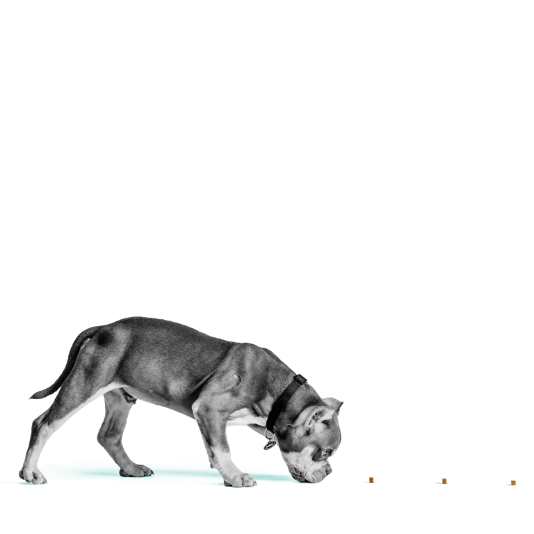 BIXBI® Pocket Trainers® for Dogs – Chicken Recipe